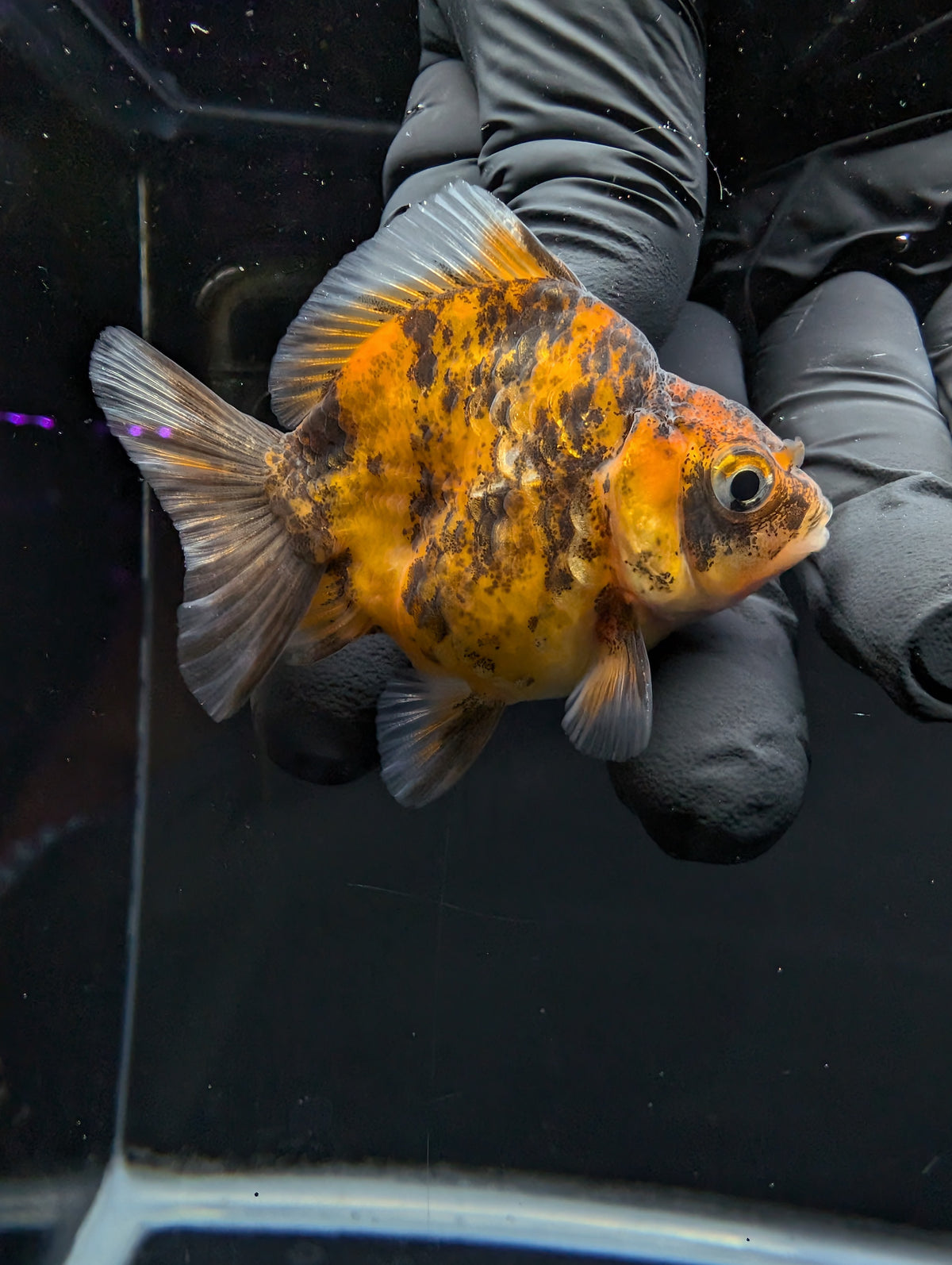 Baby Thai Shogun Oranda Tiger Calico 2"-2.5" in. ID#1016BSG11A-005