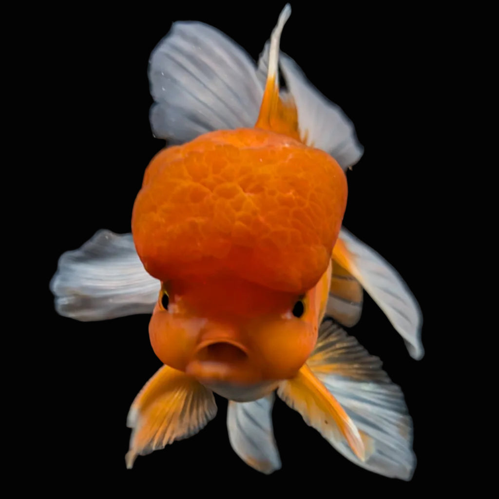 Jumbo Oranda Red White 6.5"-7"in.  ID#515T5B-002