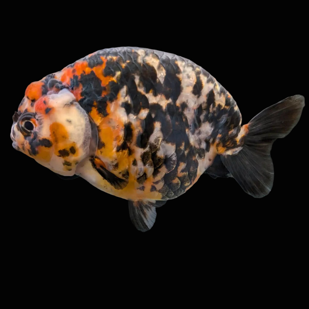 Jumbo Ranchu Calico 4.5"-5" in. ID#1009R8A-053