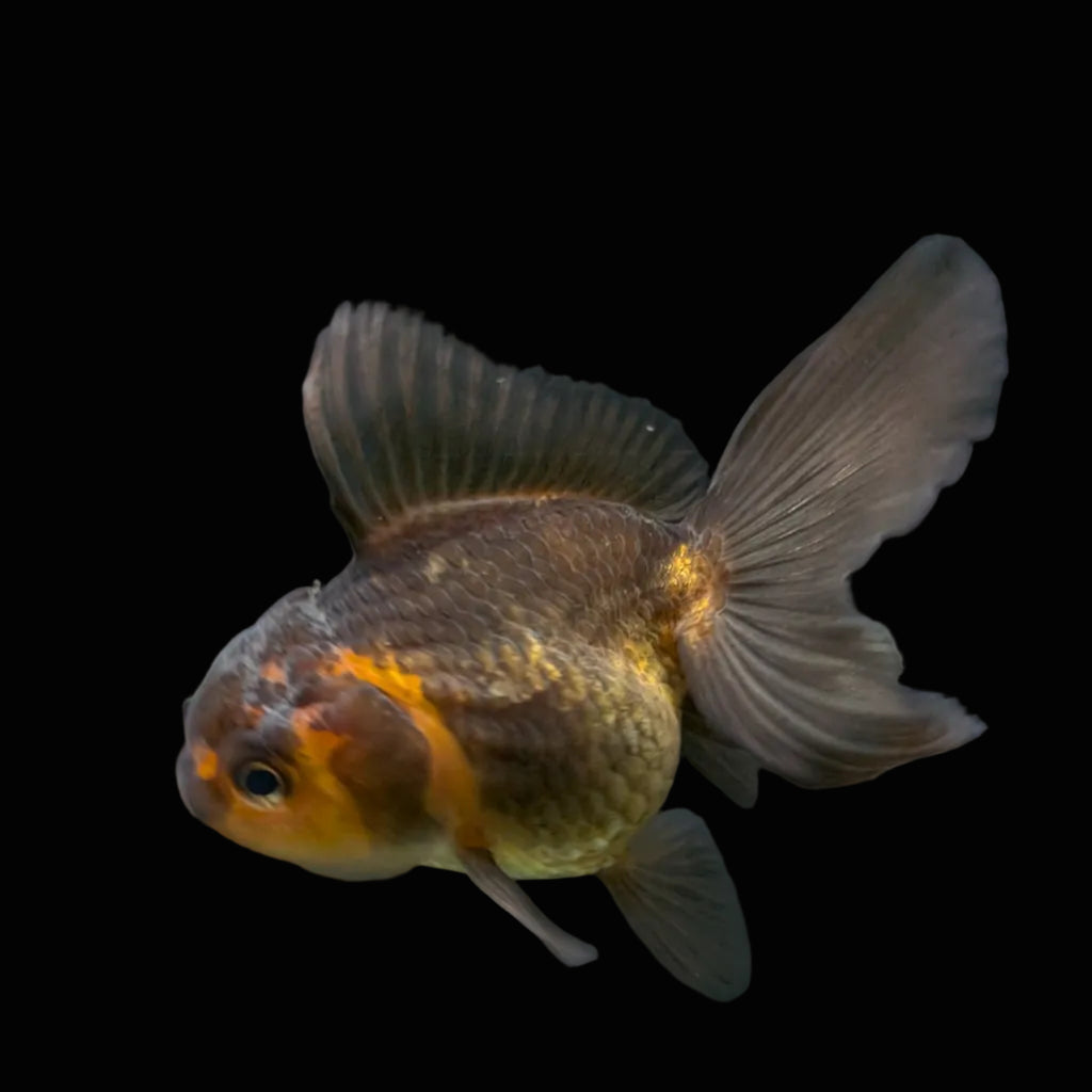 Juvenile Oranda Tricolor 3.5"-4" in.  ID#417T7A-011