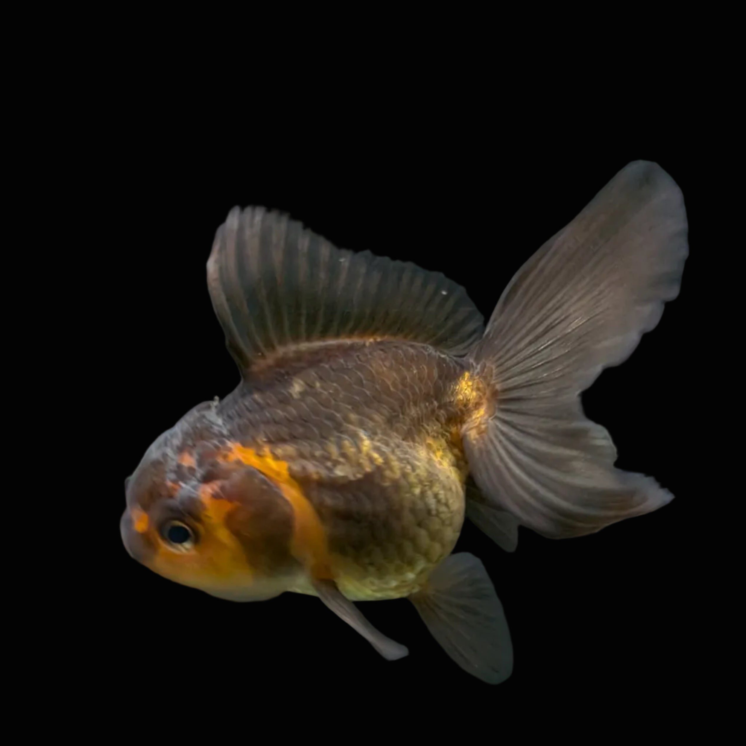 Juvenile Oranda Tricolor 3.5"-4" in.  ID#417T7A-011