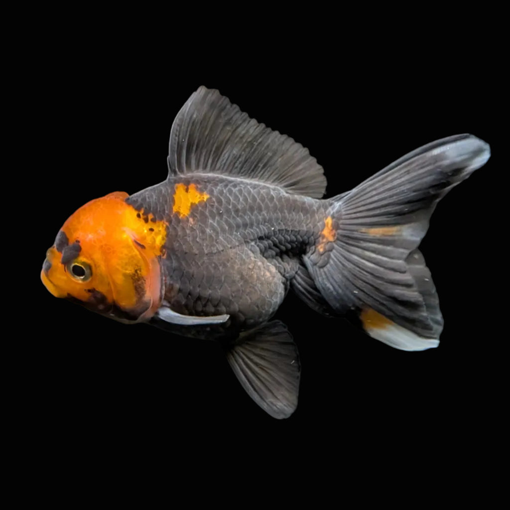 Juvenile Oranda Tricolor 3.5"-4" in.  ID#417T7A-002
