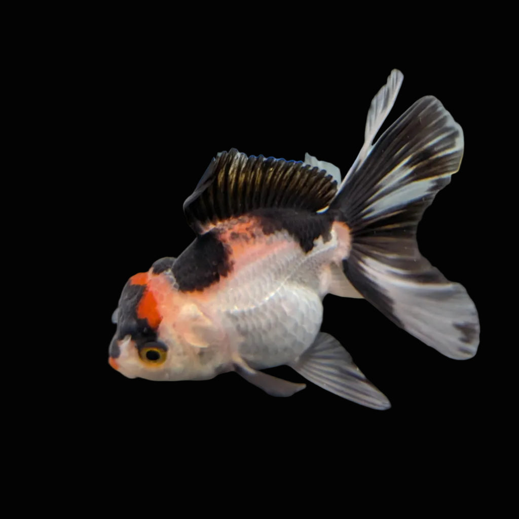 Juvenile Oranda Tricolor 3.5"-4" in.  ID#320T13b-017
