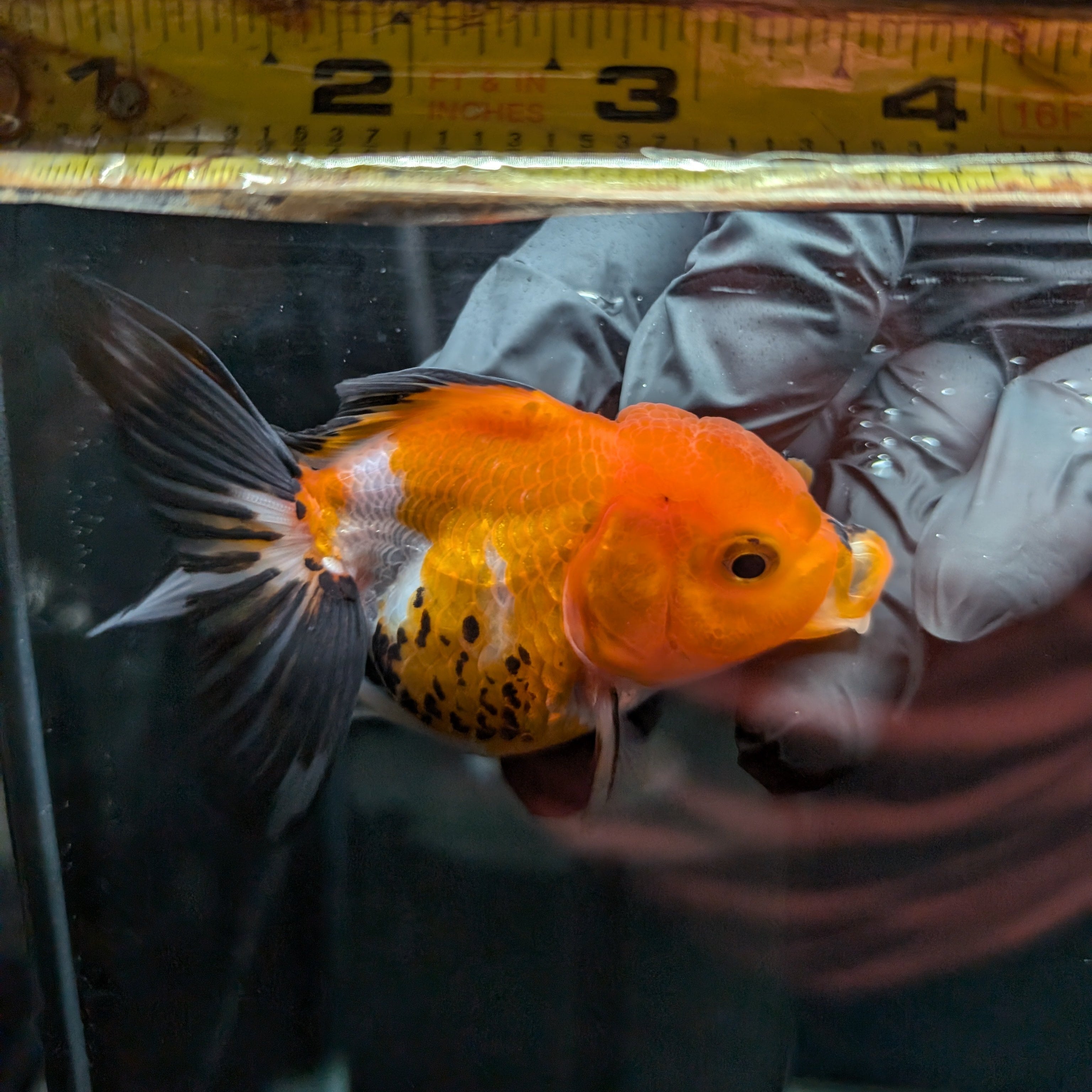 Juvenile Oranda Tricolor 3.5"-4" in.  ID#501T2A-003