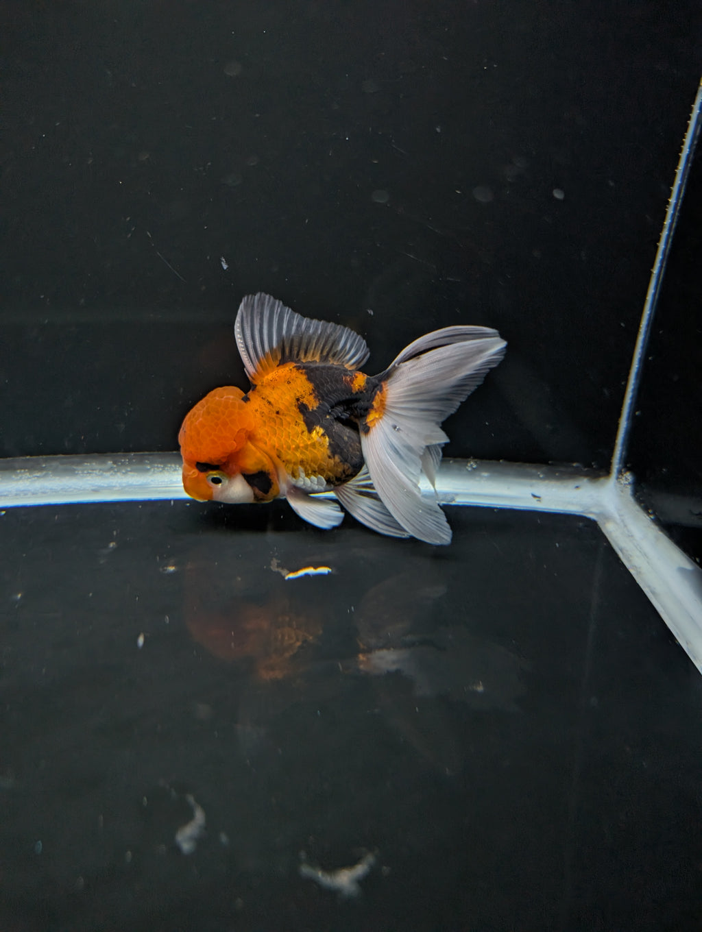 Thai Oranda Tricolor 4"-4.5"in.  ID#1023T1A-025