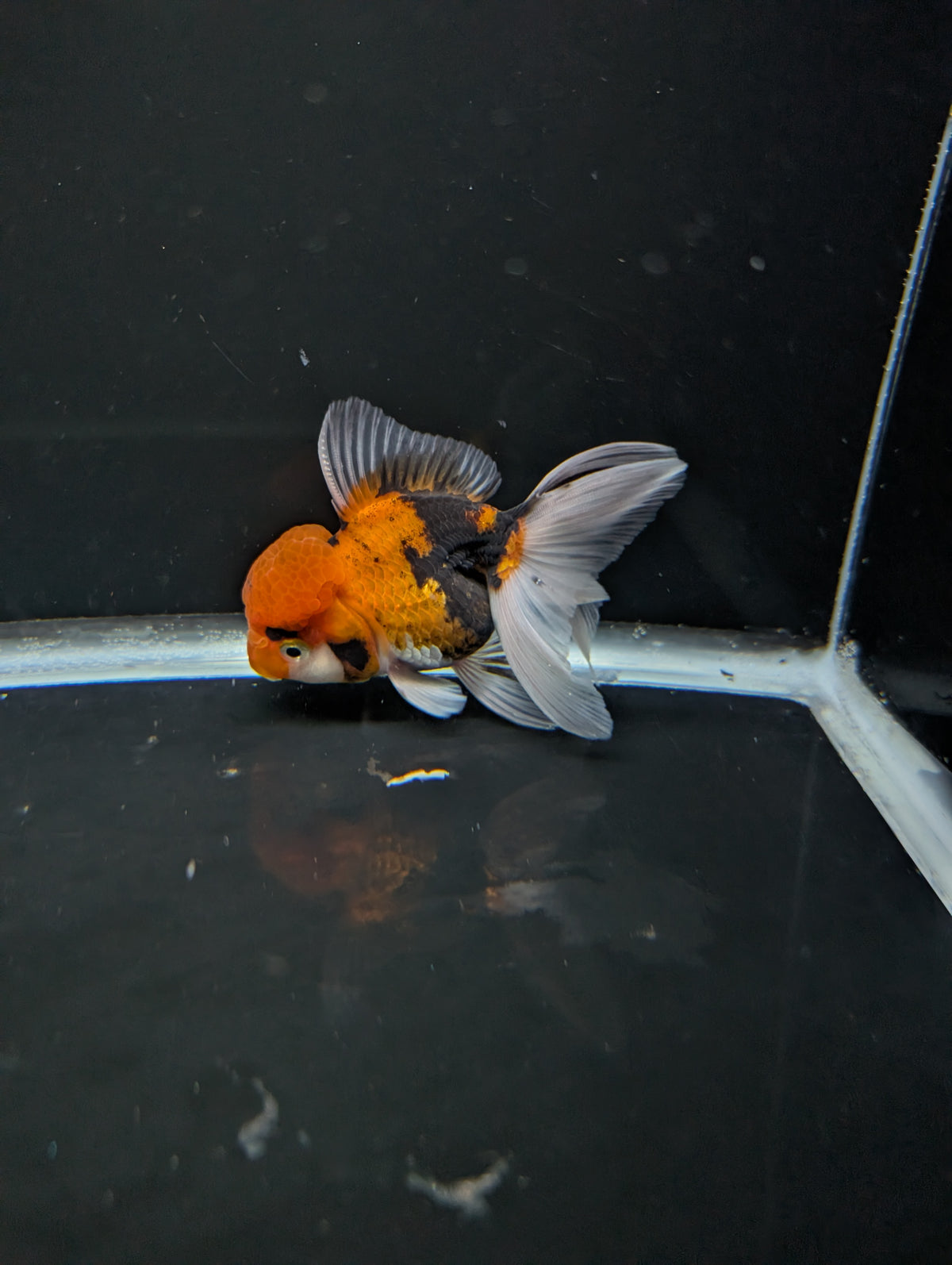 Thai Oranda Tricolor 4"-4.5"in.  ID#1023T1A-025