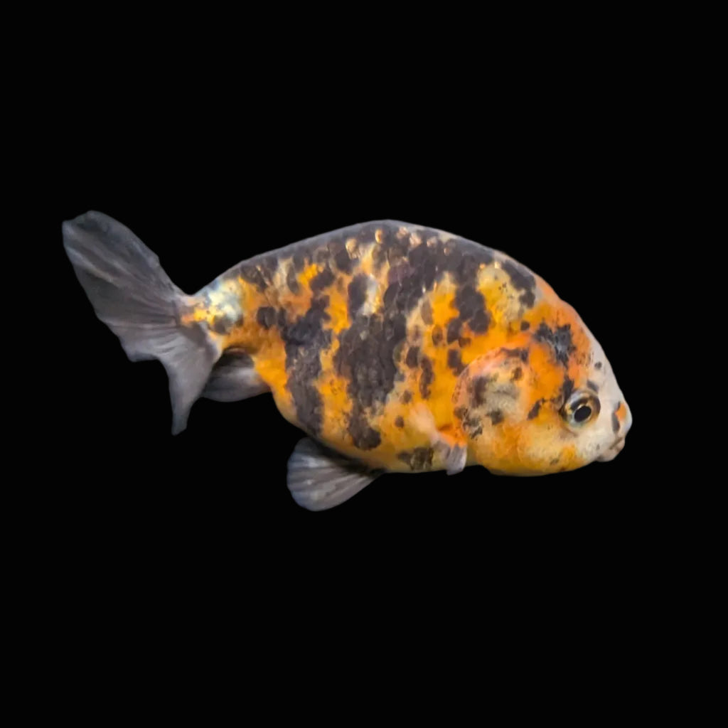 Ranchu Calico 3"-3.5" in. ID#417R13A-002