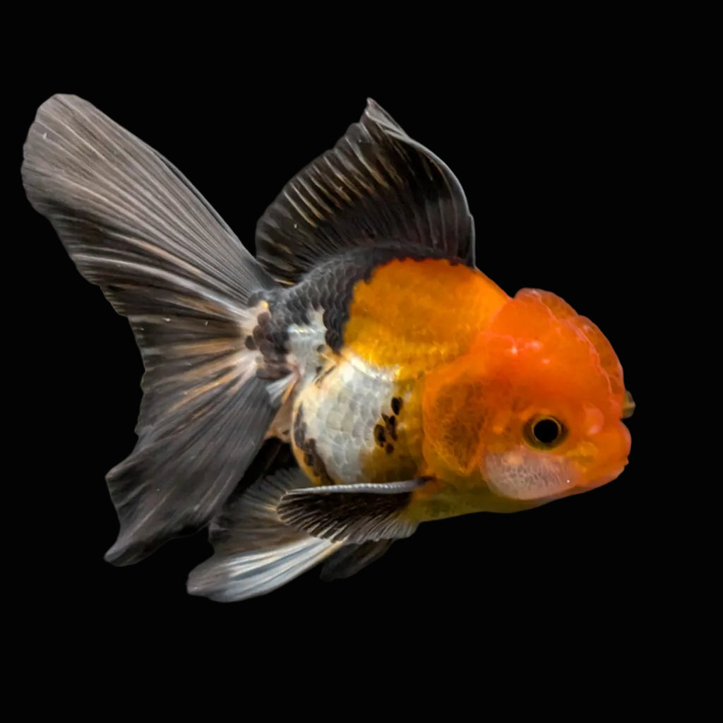 Juvenile Oranda Tricolor 3.5"-4" in.  ID#424T1A-008