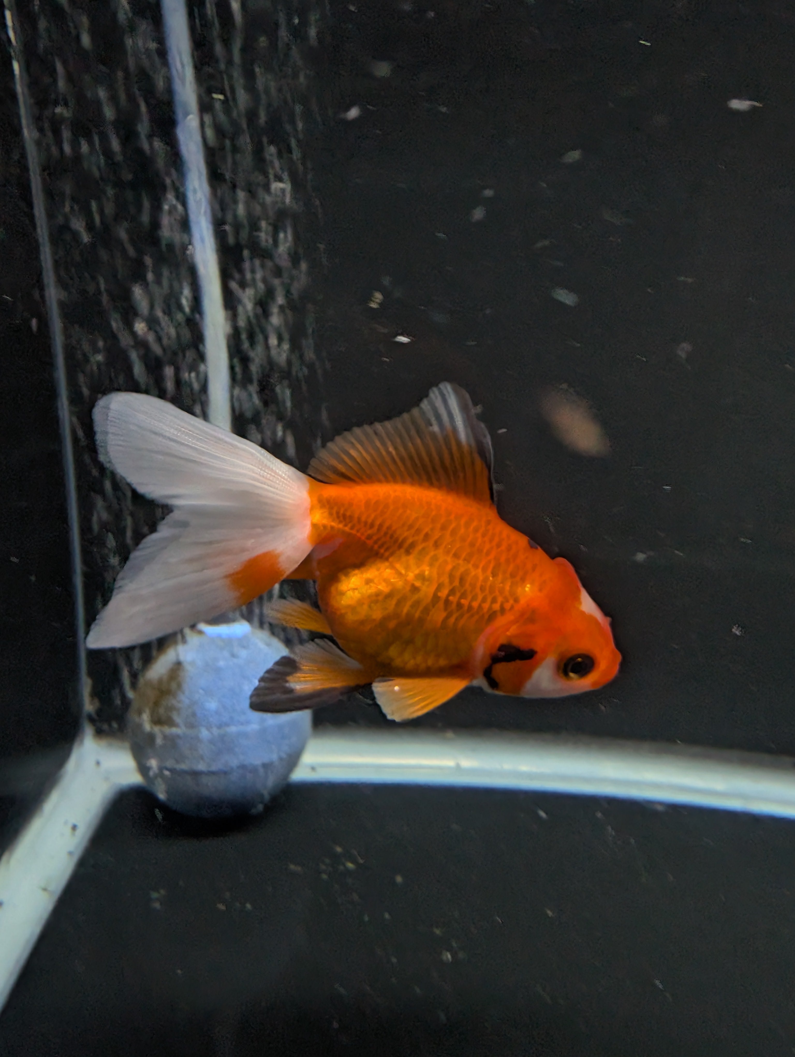 Juvenile Oranda  Red White 3"-3.5"in.  ID#619T1A-017
