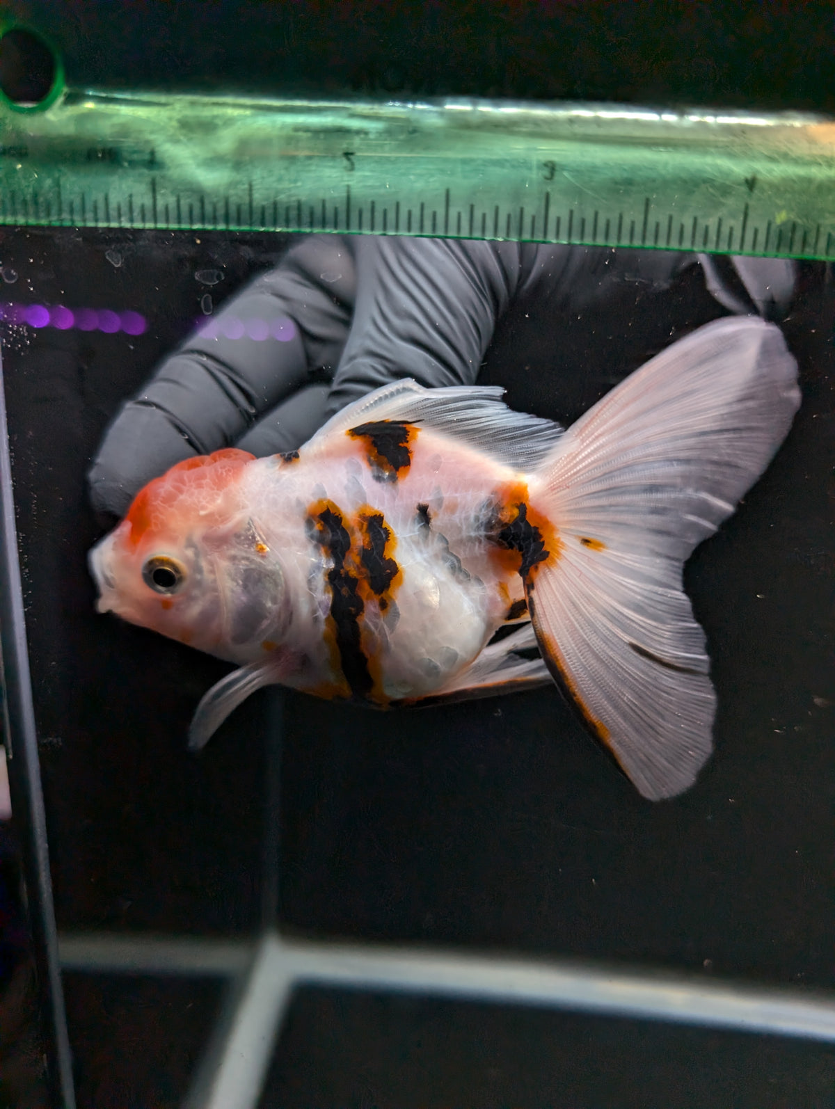 Thai Oranda White Tiger Calico 4"-4.5"in.  ID#1016T1A-002