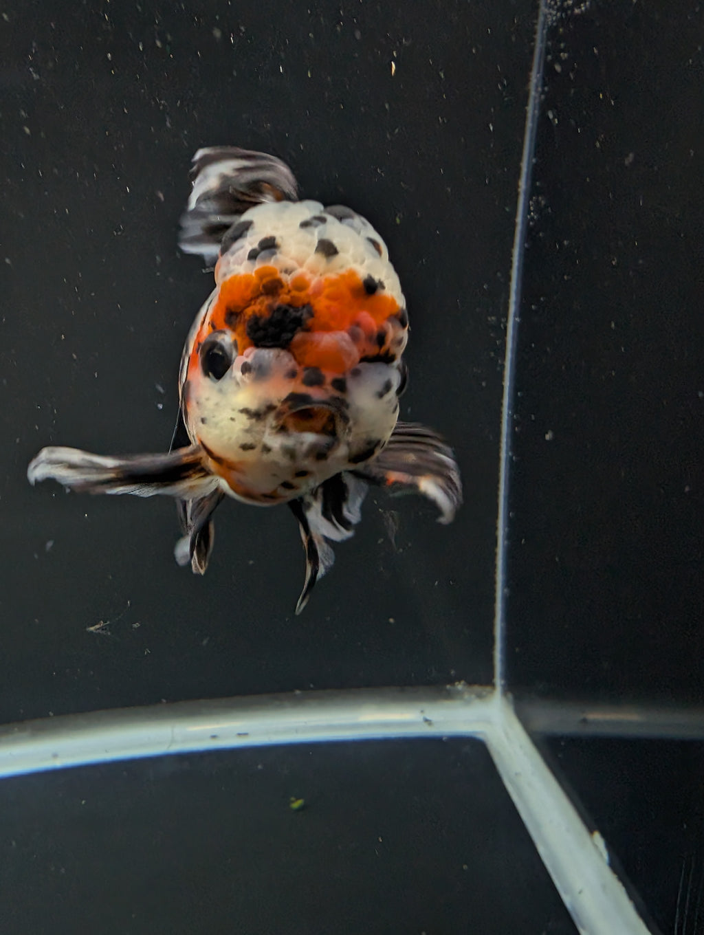 Calico Oranda 5"in. ID#821LB2A-63