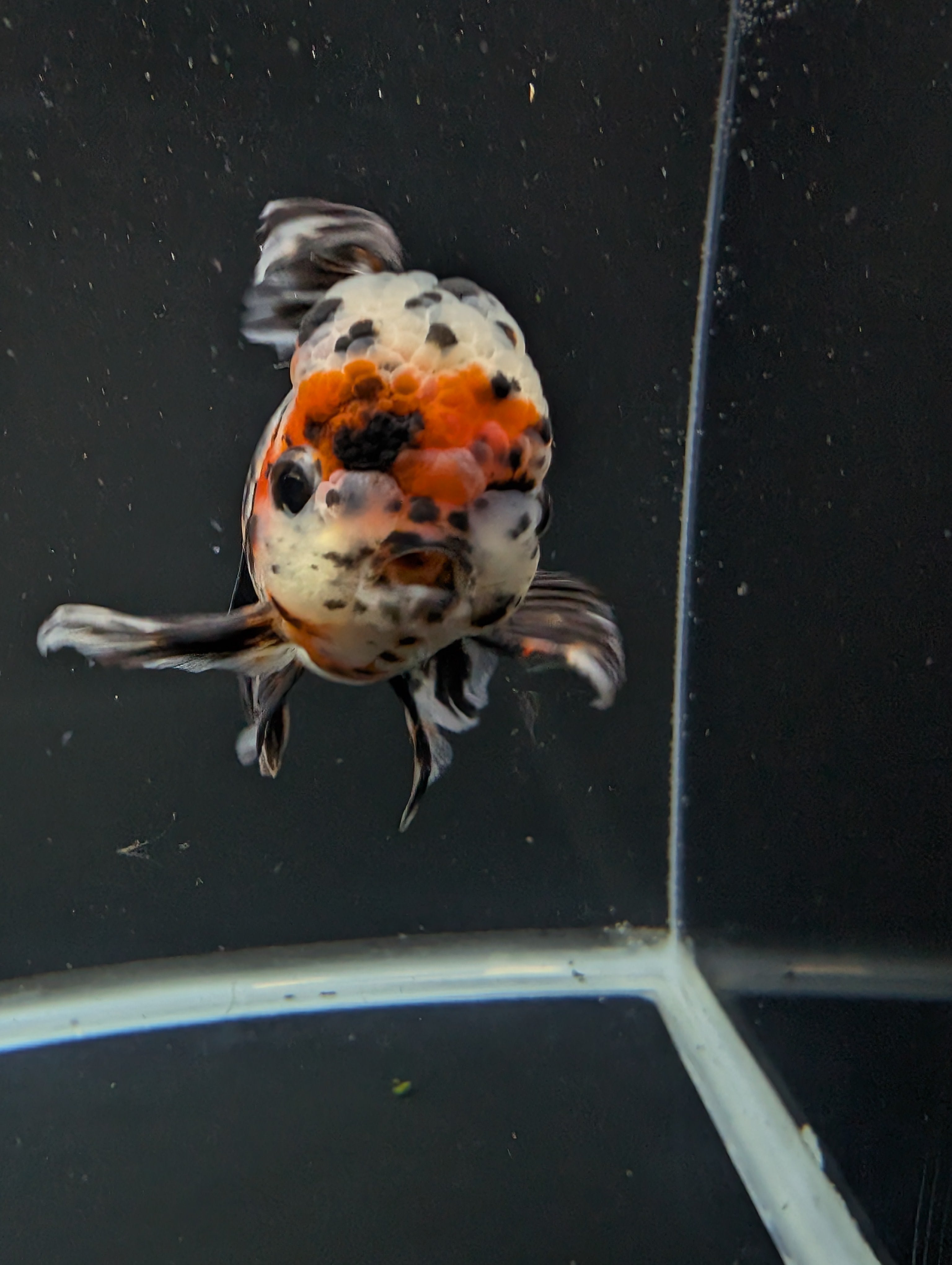 Calico Oranda 5"in. ID#821LB2A-63