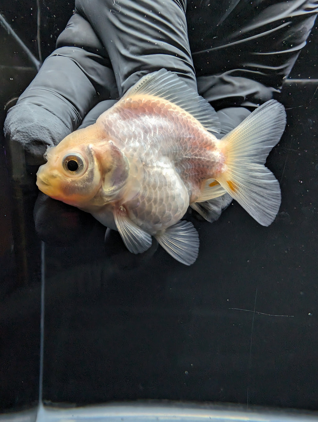 Baby Thai Shogun Oranda White 2"-2.5" in. ID#1016BSG11A-008