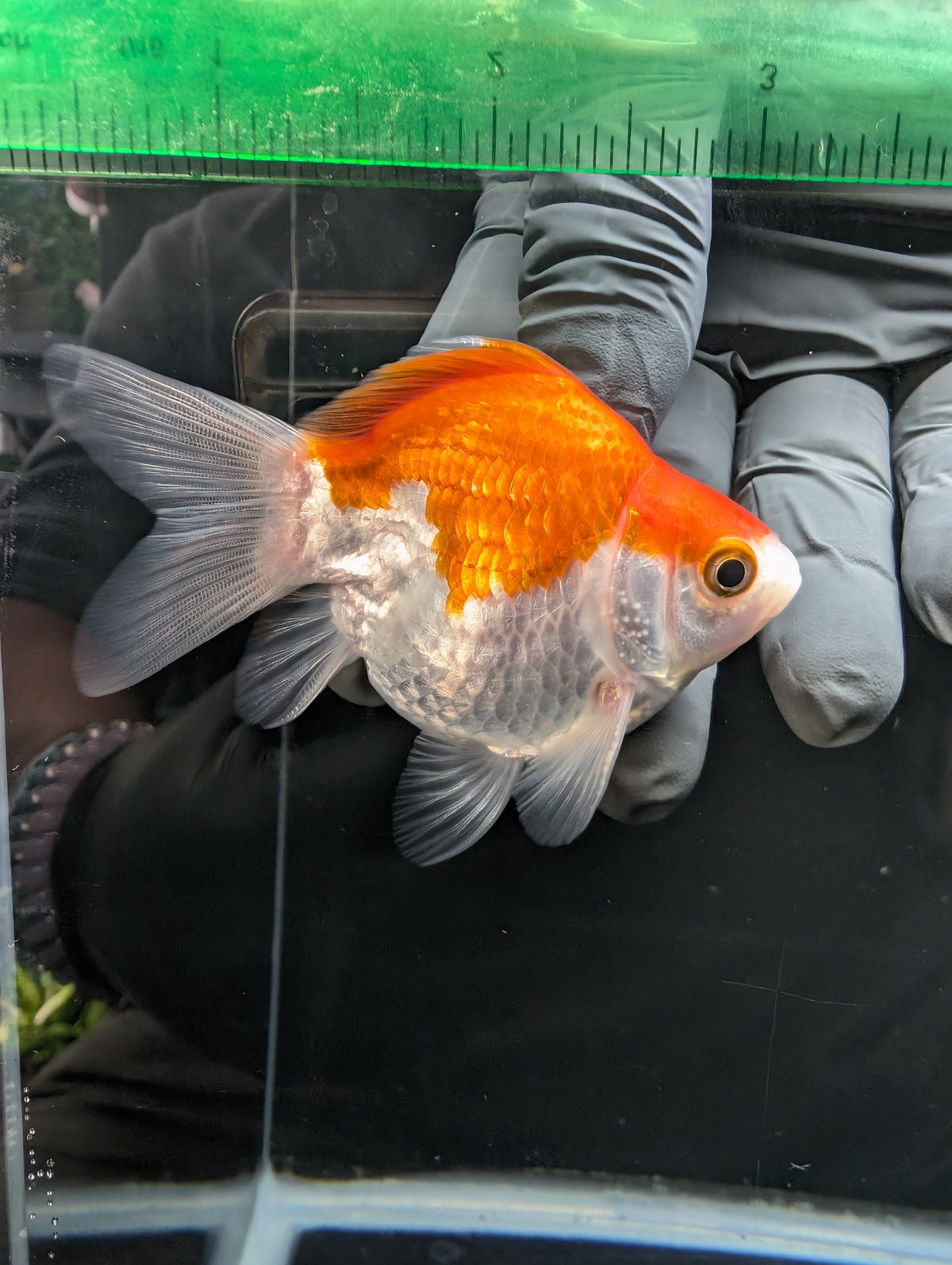Tamasaba Red White 3.5"in. ID#1023TM1B-031