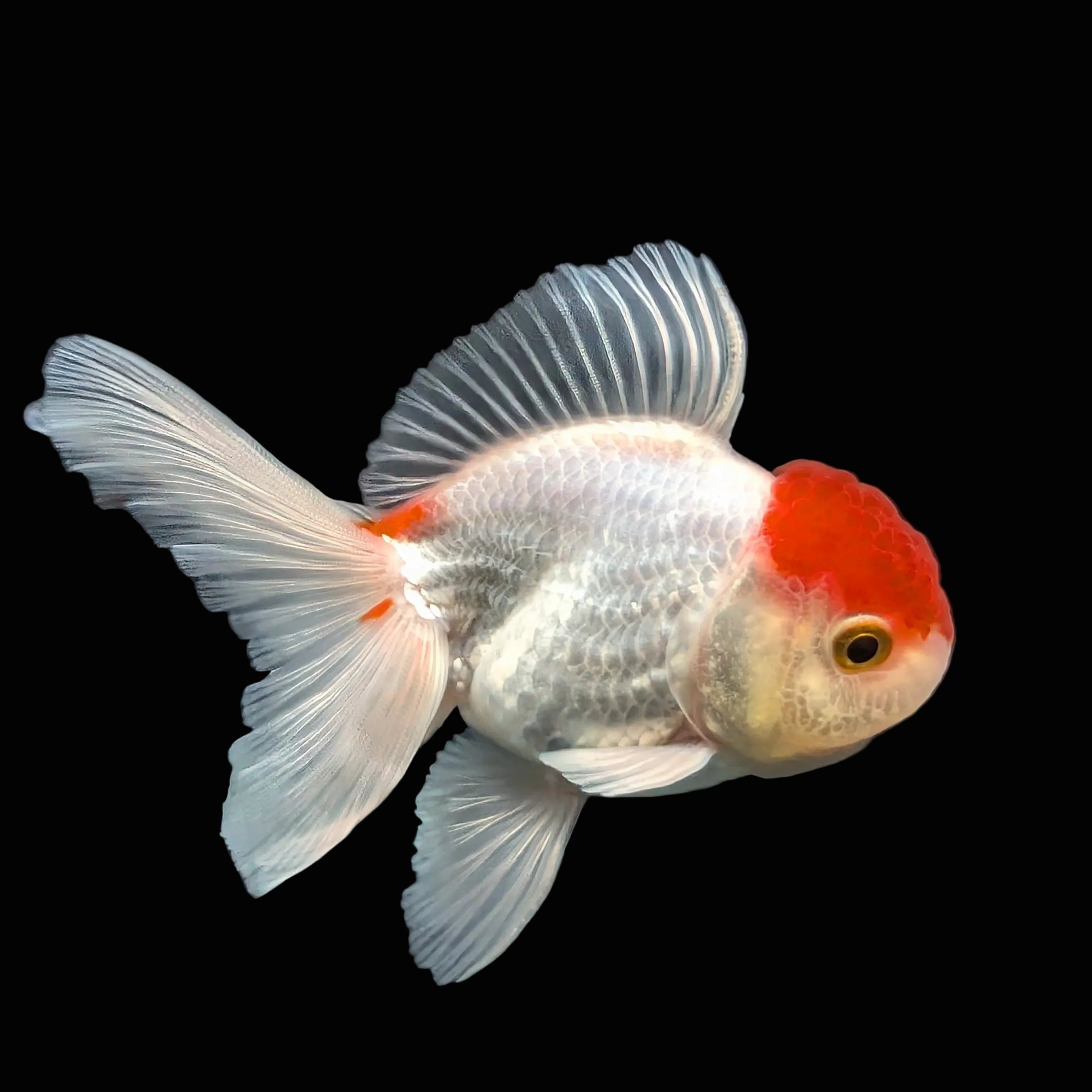 Juvenile Oranda Tricolor 3.5"-4" in.  ID#417T7A-012