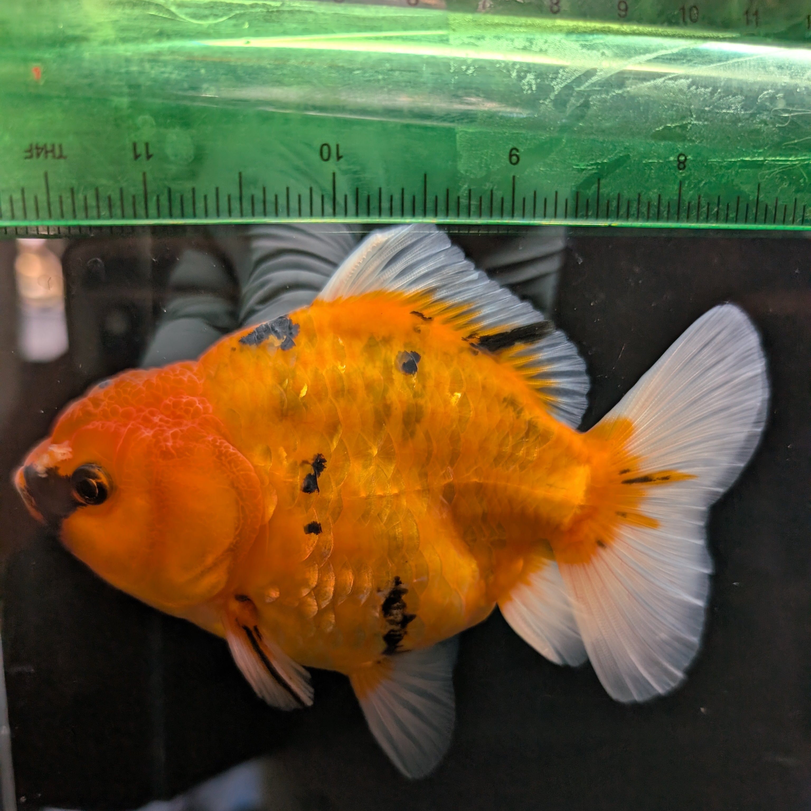 Jumbo Oranda Yuan Bao Calico   4"-4.5"in. ID#807SB13A-007