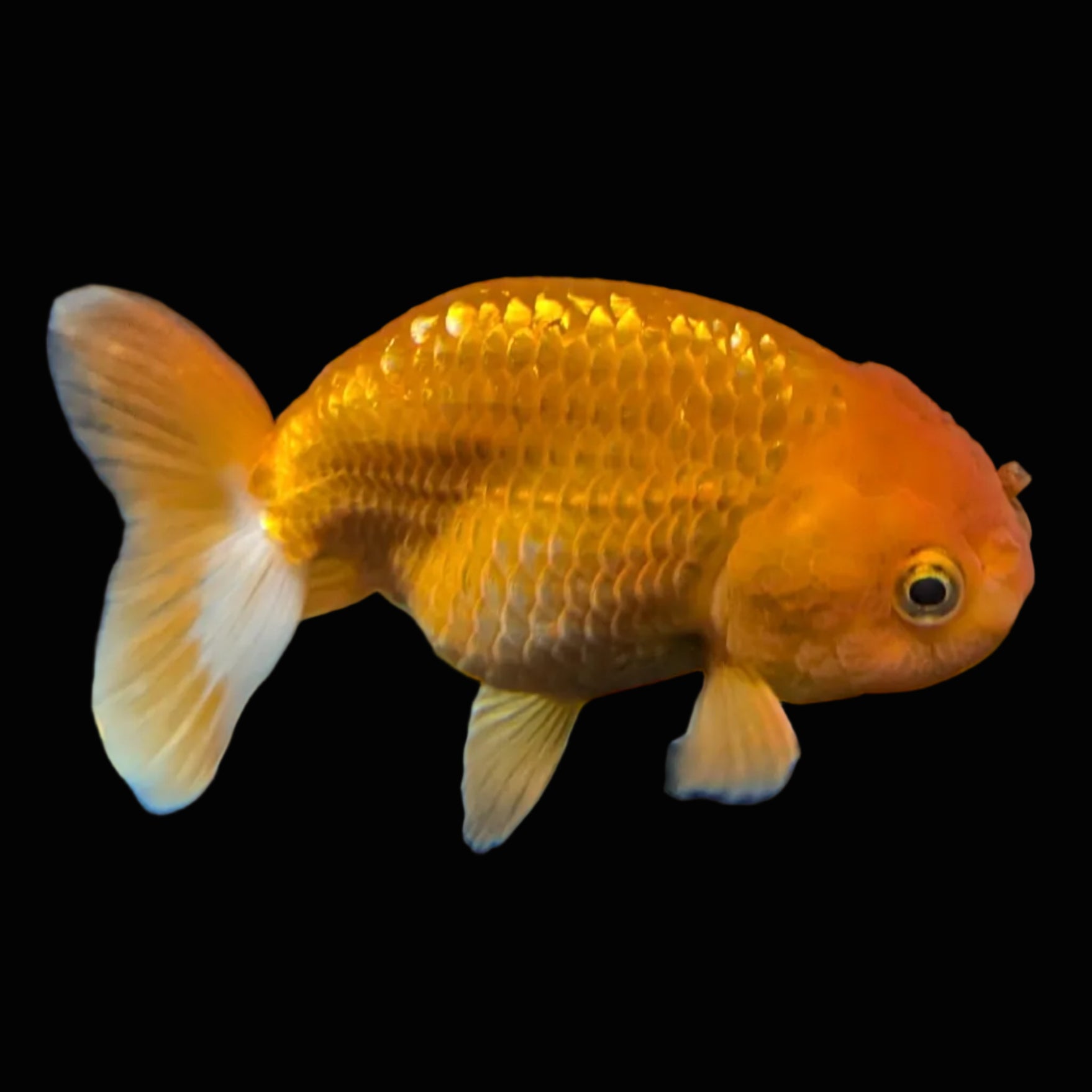 Ranchu Red White 3.5"-4"in. ID#821R4A-051