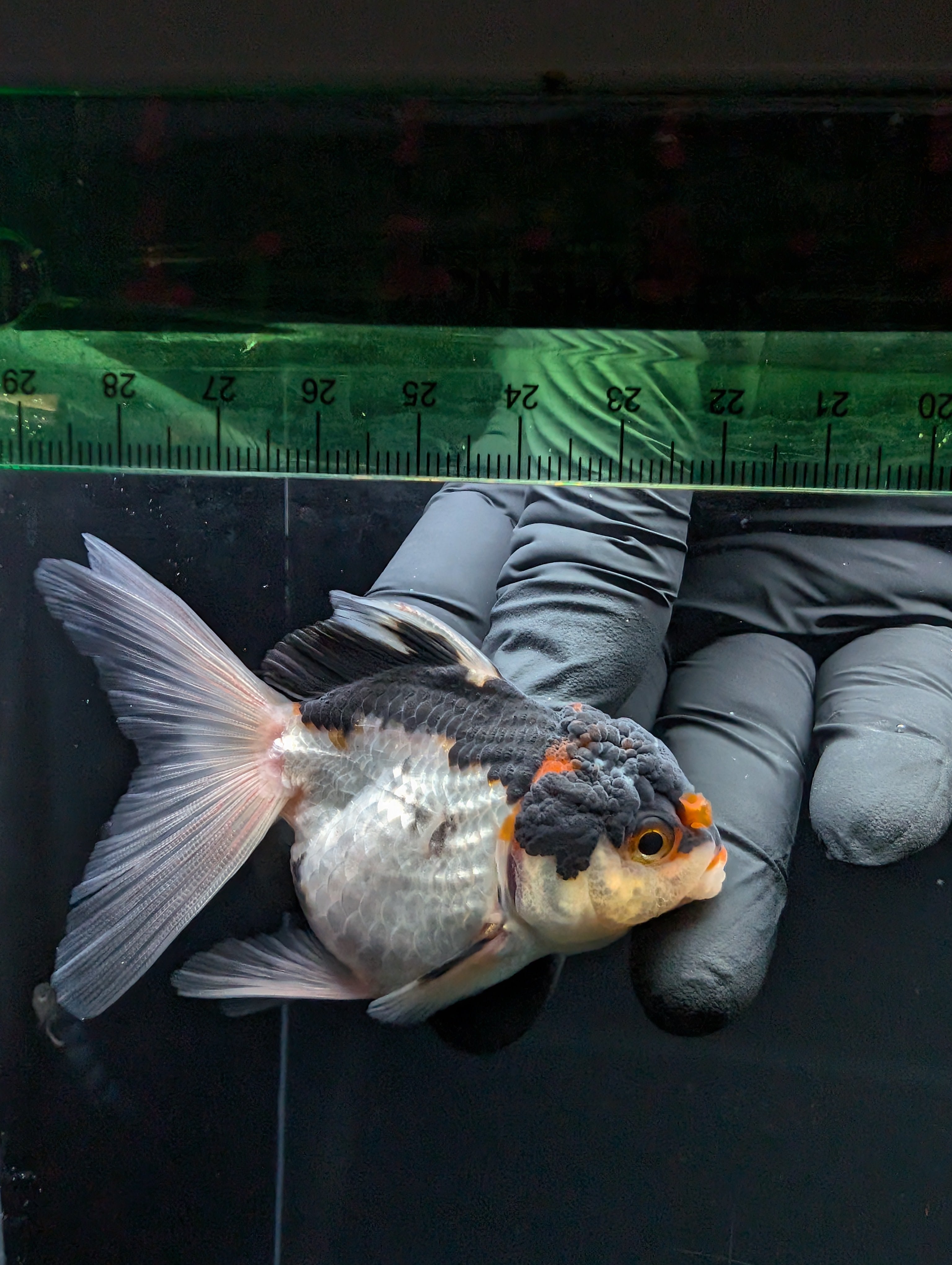 Thai Juvenile Oranda Tricolor 3"-3.5" in.  ID#717T1A-003