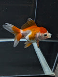 Juvenile Oranda Red White 3"-3.5"in.  ID#619T1A-002