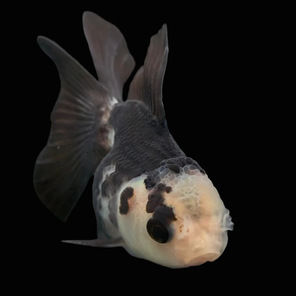 Thai Baby Oranda Panda 3"in.  ID#807T1A-005
