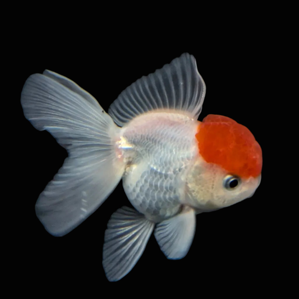 Juvenile Oranda Tricolor 3.5"-4" in.  ID#424T1A-010