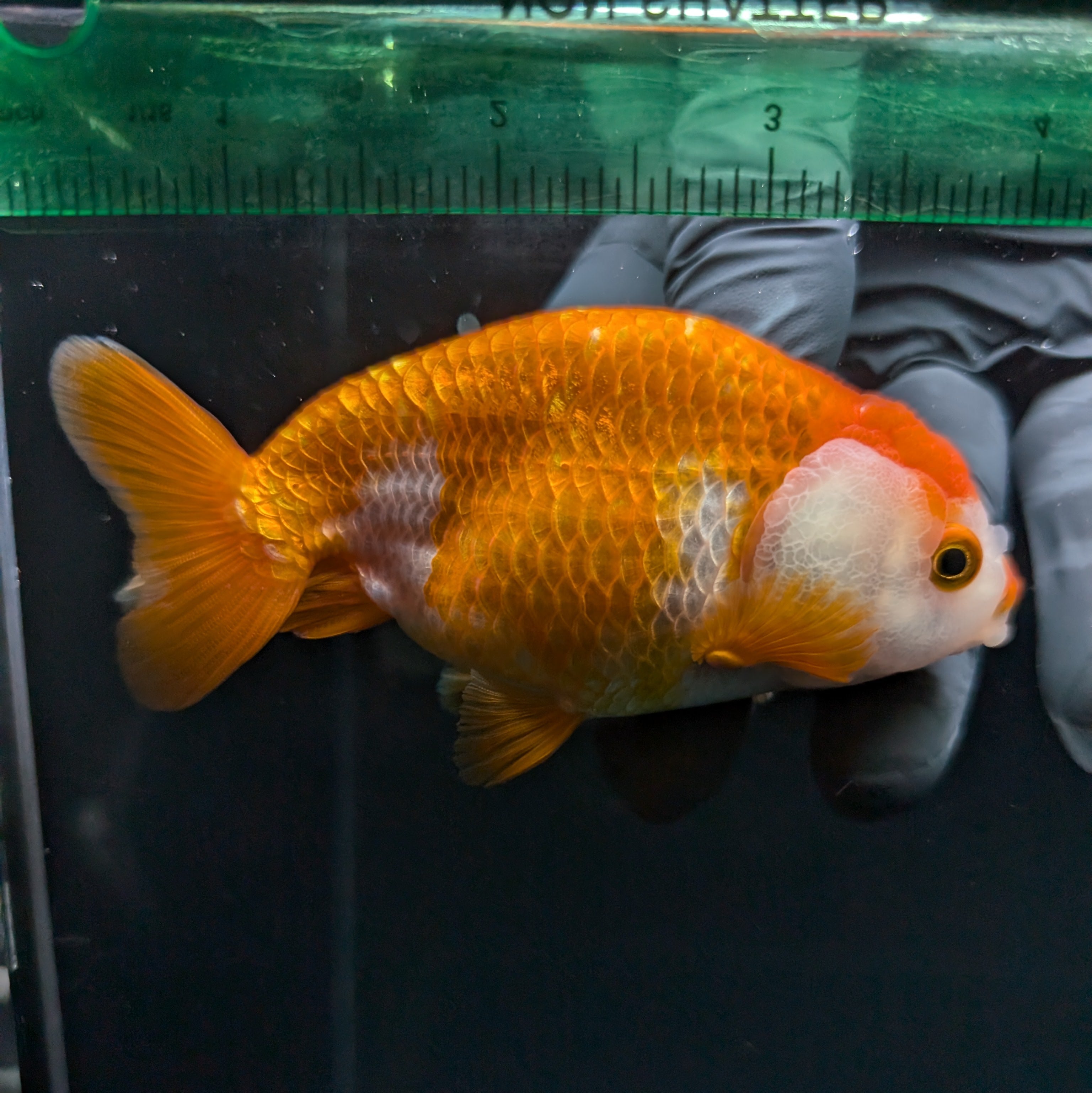 Ranchu Red White 3.5"-4"in. ID#821R4A-053