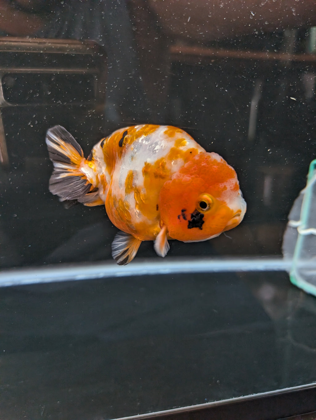 Jumbo Ranchu Sakura Calico 4.5"-5" in. ID#814R8A-026