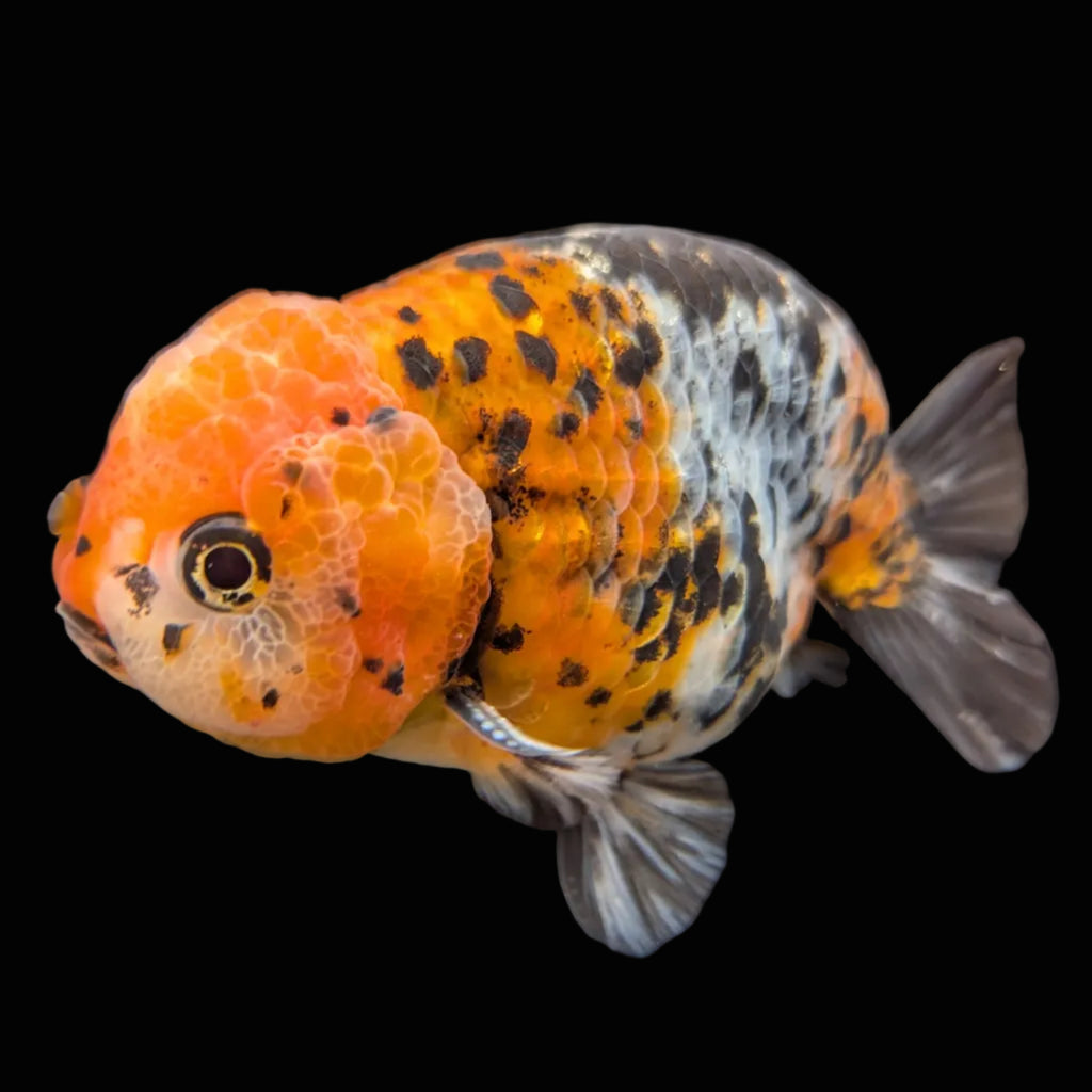 Jumbo Ranchu Calico 4.5"-5" in. ID#821R8A-031