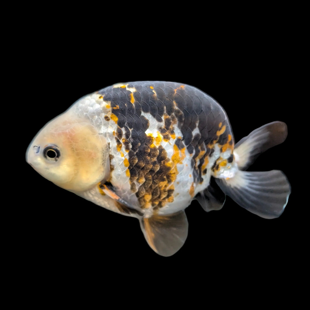 Jumbo Ranchu  AA Grade *Special Color Calico 5"-5.5" in. ID#116R4B-02