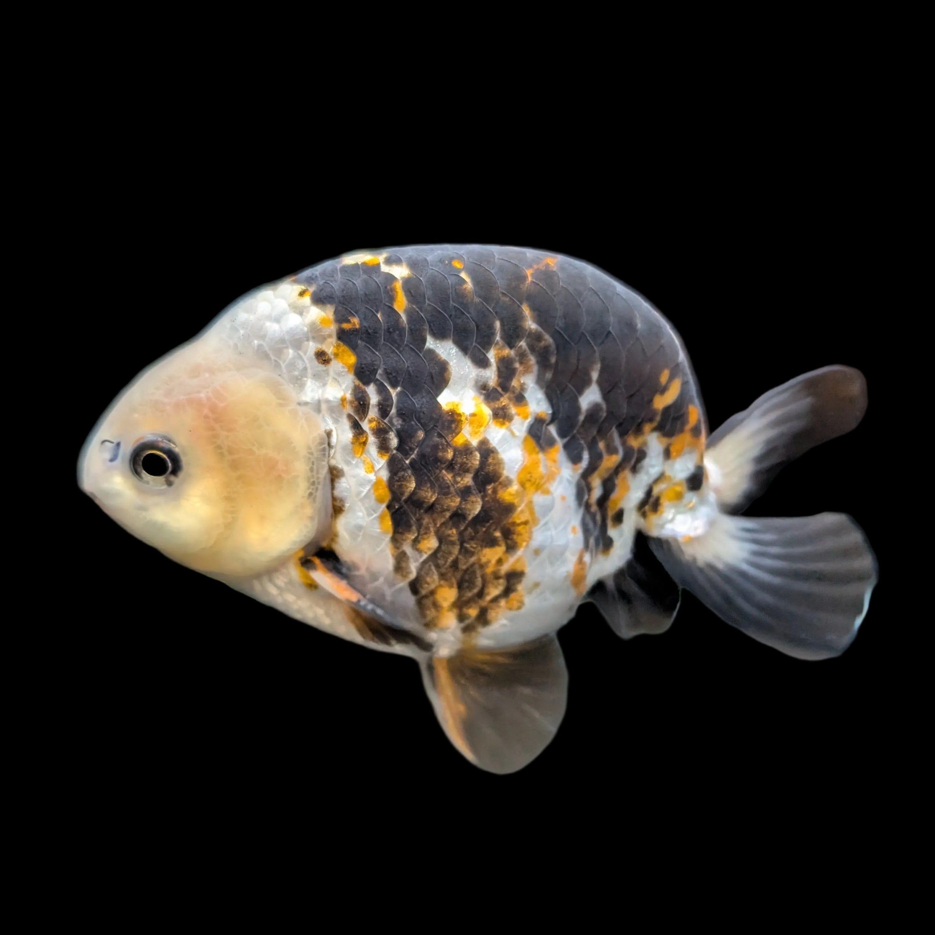 Jumbo Ranchu  AA Grade *Special Color Calico 5"-5.5" in. ID#116R4B-02