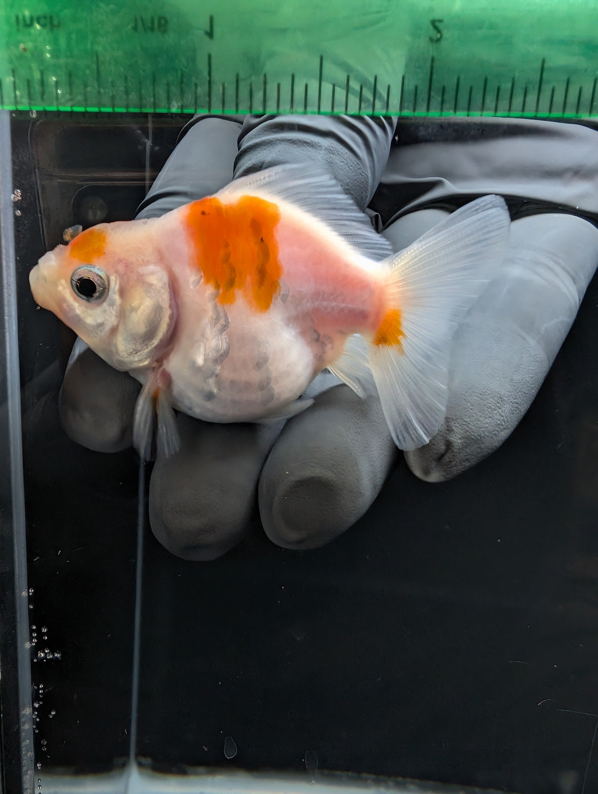 Baby Thai Shogun Oranda Sakura 2"-2.5" in. ID#1023BSG11A-026