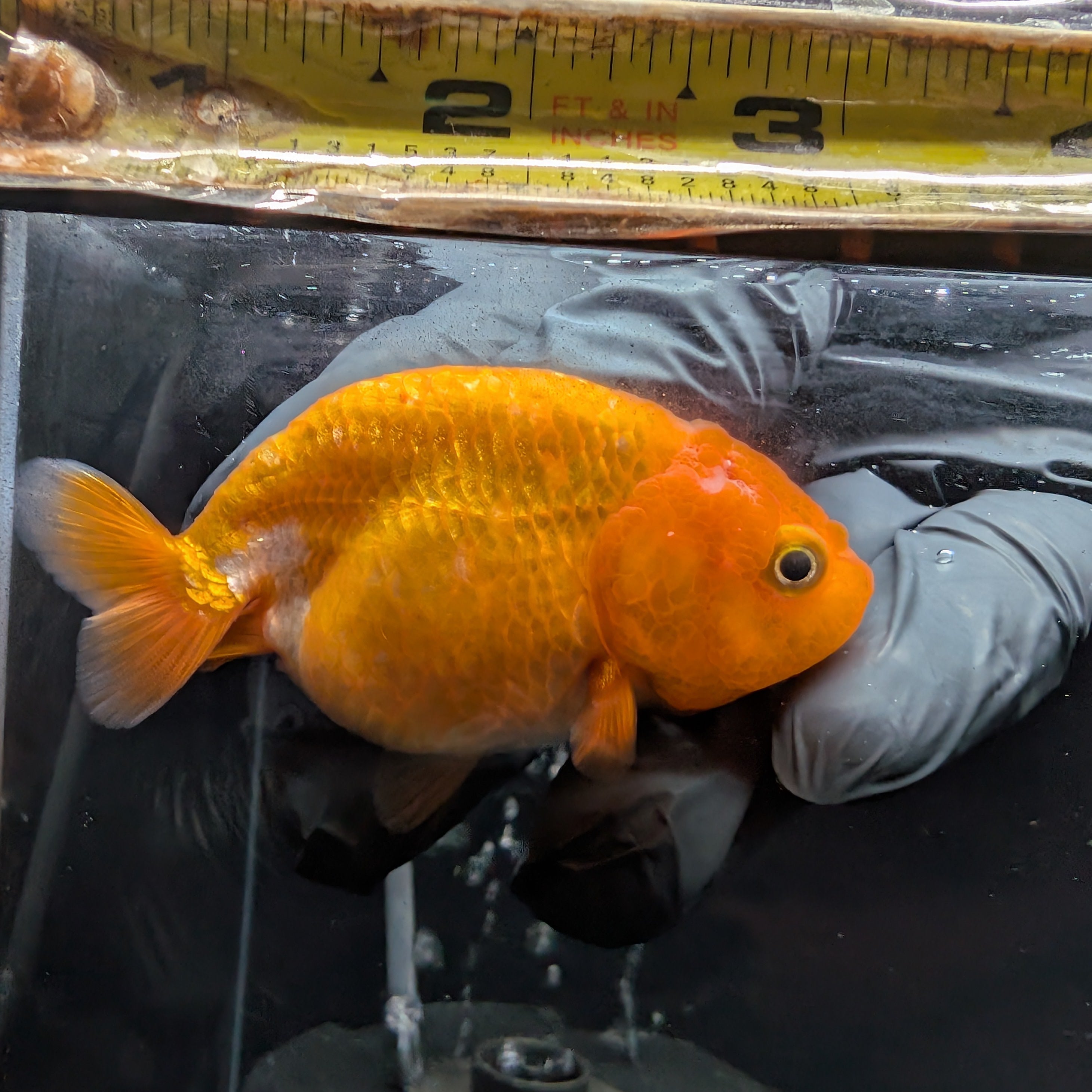 Ranchu Red White 3"-3.5" in. ID#501R13A-023
