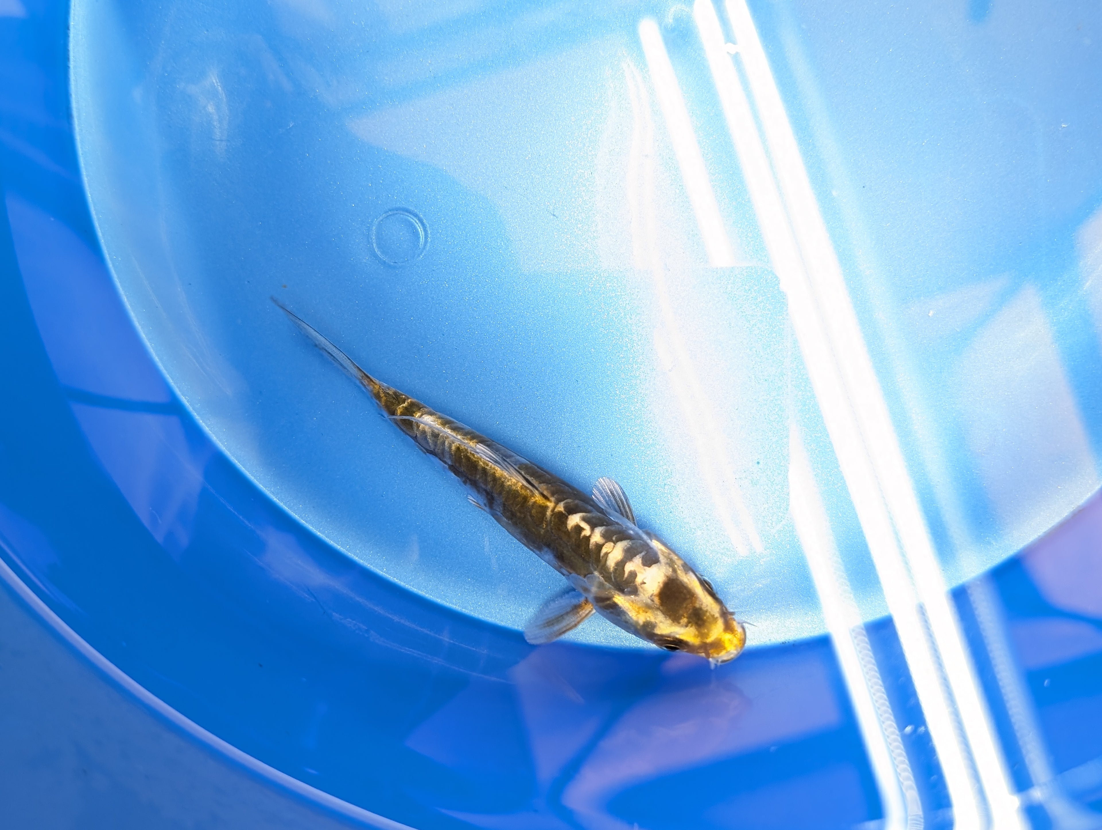 Kin Kikokuryu Koi  4"in. ID#806BFK-025