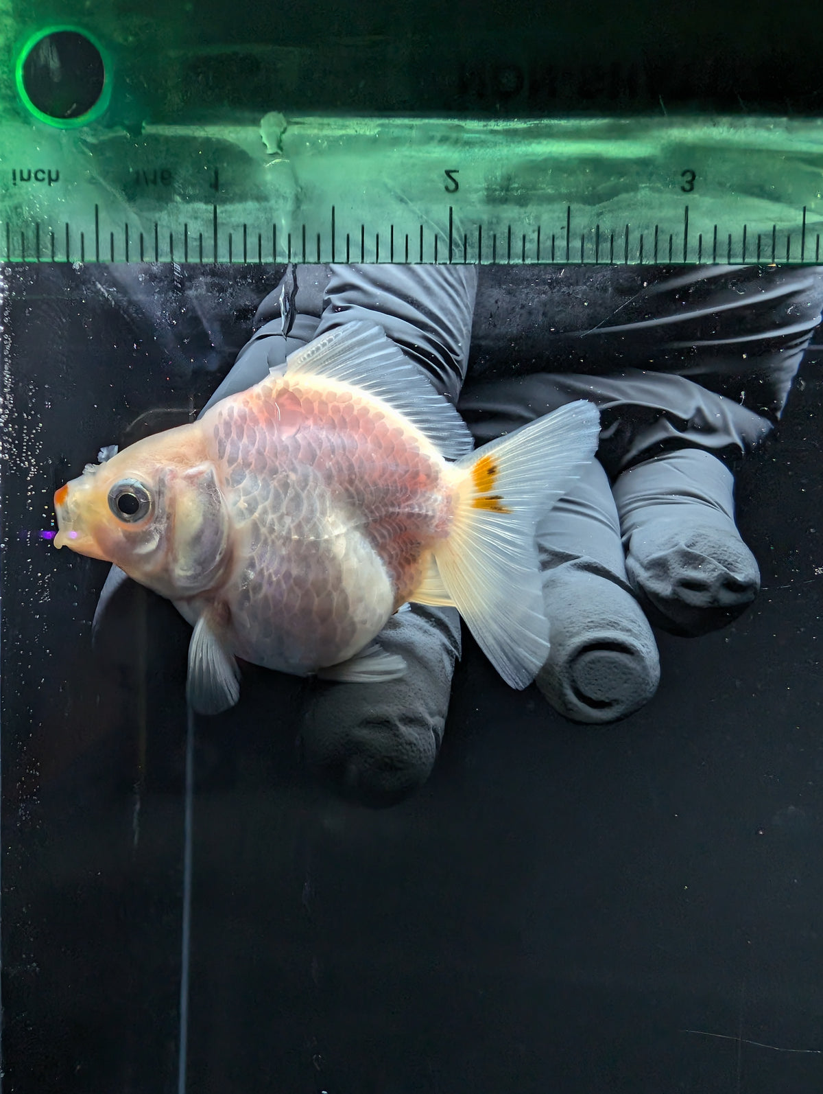 Baby Thai Shogun Oranda Red White 2"-2.5" in. ID#1016BSG11A-004
