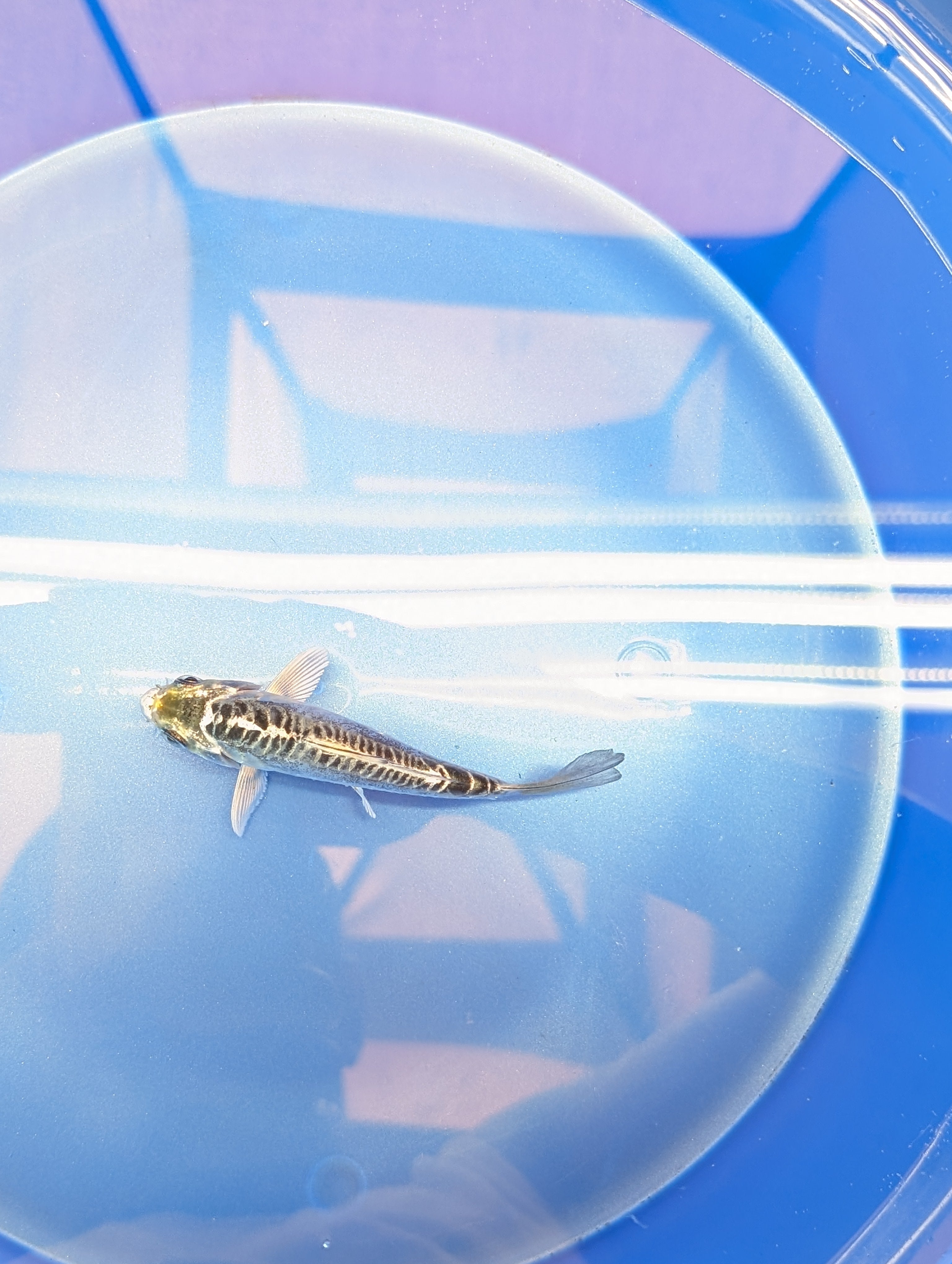 Doitsu Kikokuryu Koi  4"in. ID#806BFK-012