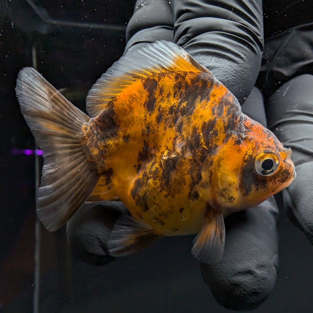 Baby Thai Shogun Oranda Tiger Calico 2"-2.5" in. ID#1016BSG11A-005