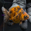 Baby Thai Shogun Oranda Tiger Calico 2"-2.5" in. ID#1016BSG11A-005