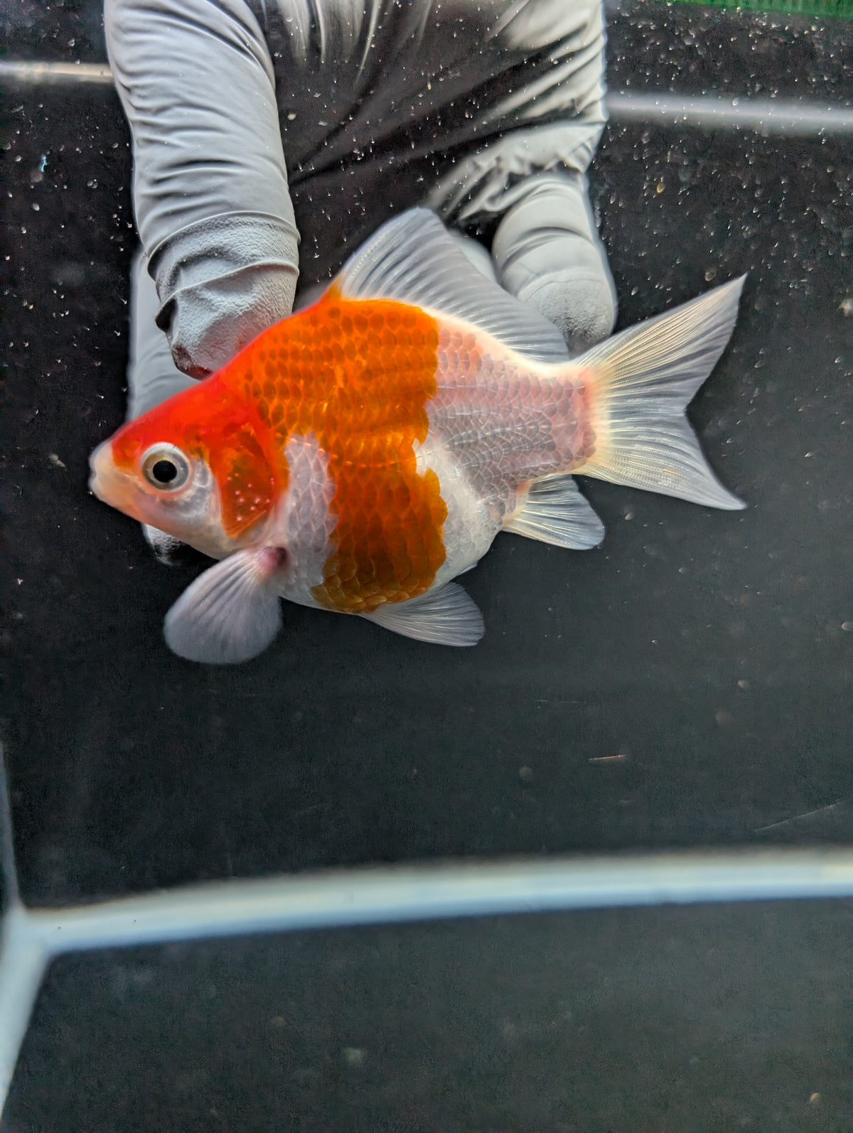 Tamasaba Red White 3"-3.5" in. ID#1009TM1B-008