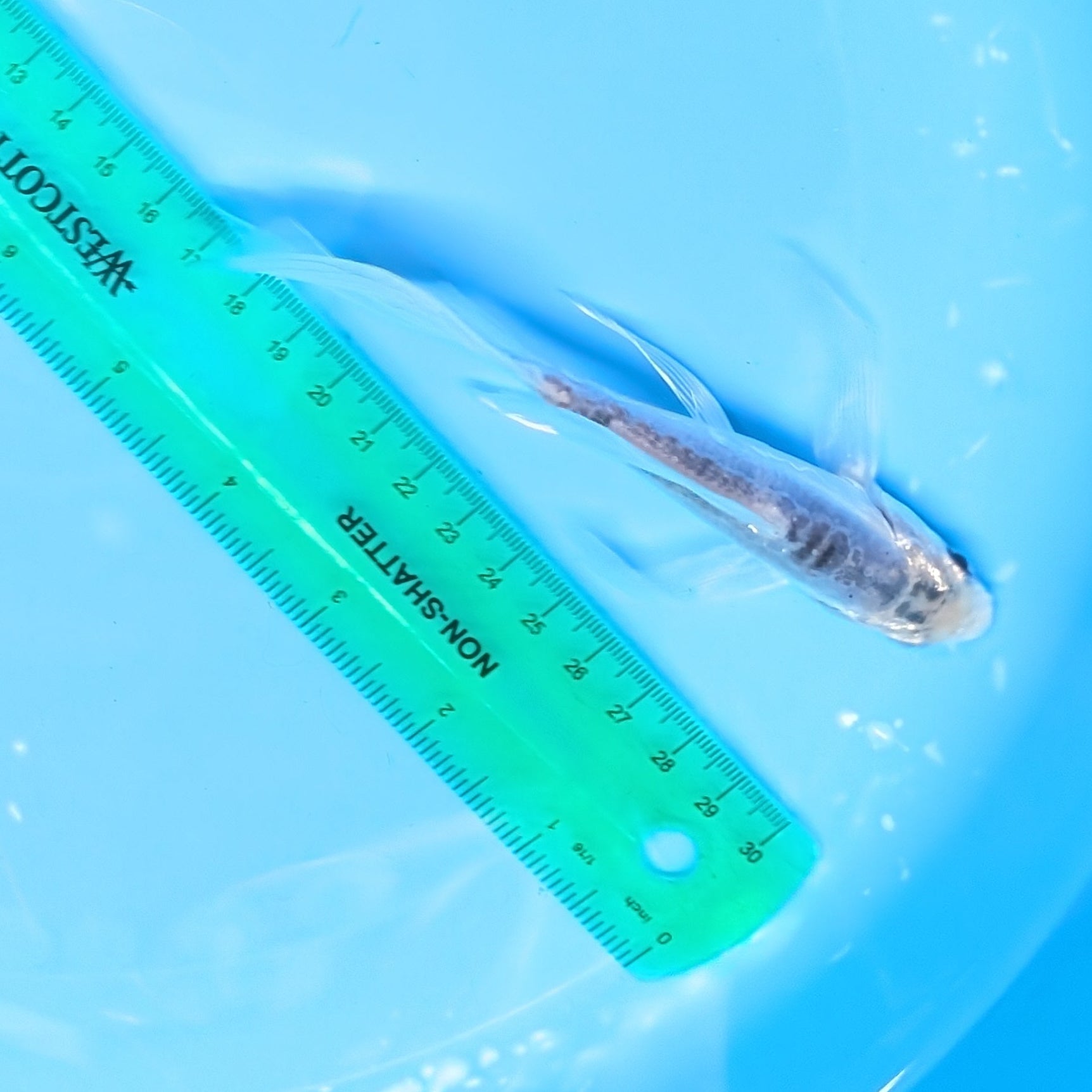 Blue Shusui Butterfly Koi  5"-6" in. ID#727BFK-005