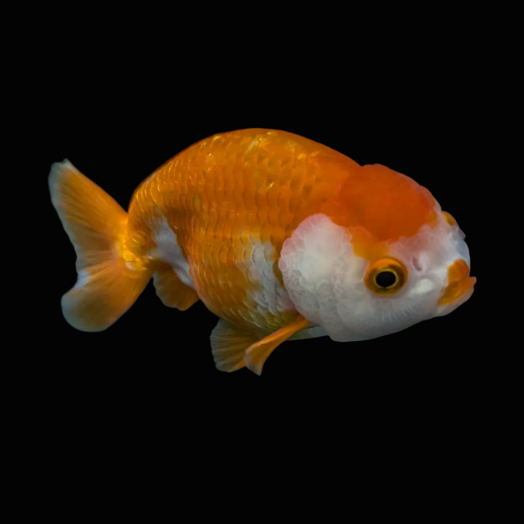 Ranchu Red White 3.5"-4"in. ID#821R4A-053