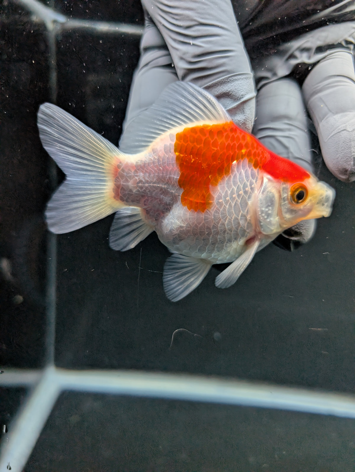 Tamasaba Red White 3"-3.5" in. ID#1009TM1B-007