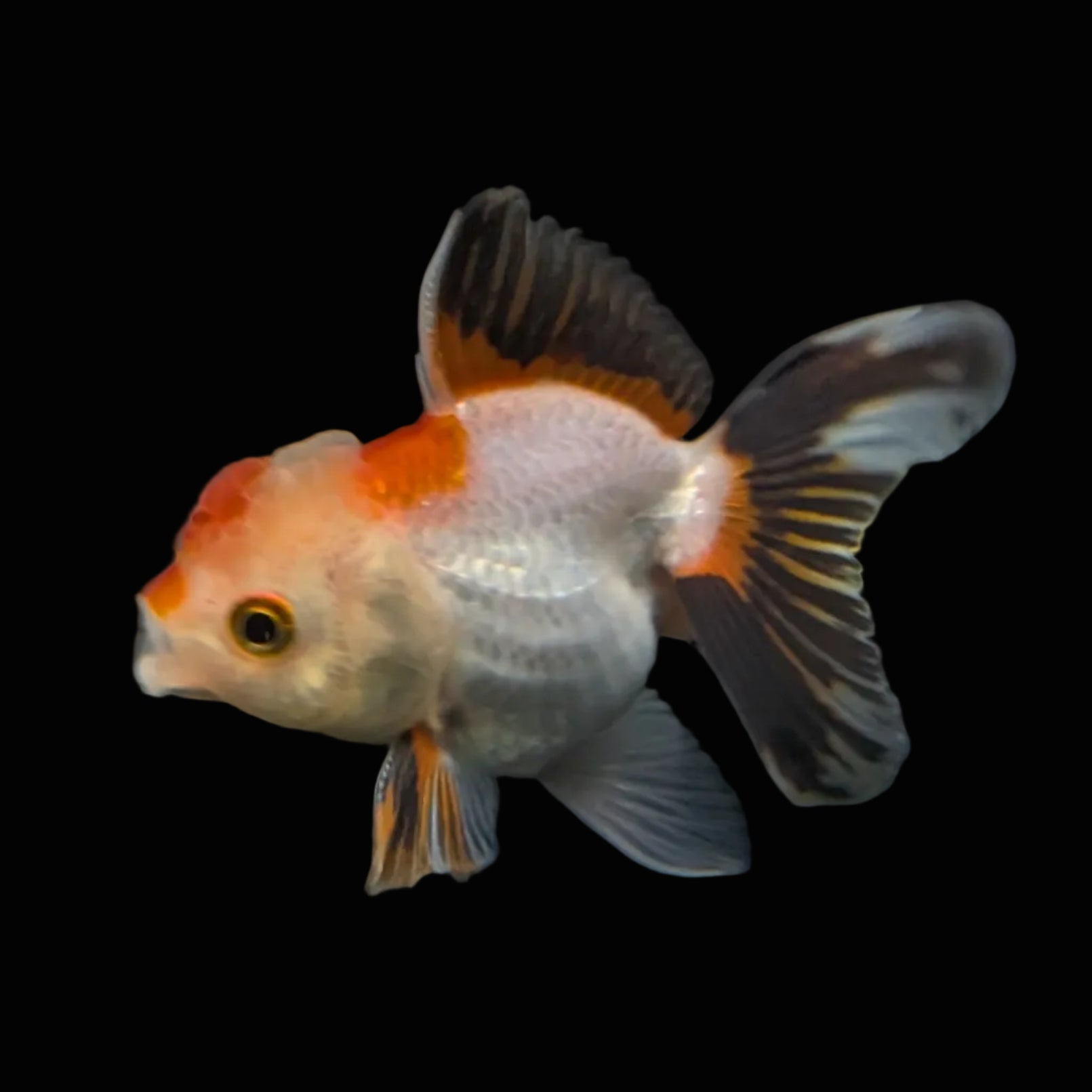 Thai Baby Oranda Tricolor 3"in.  ID#807T1A-004