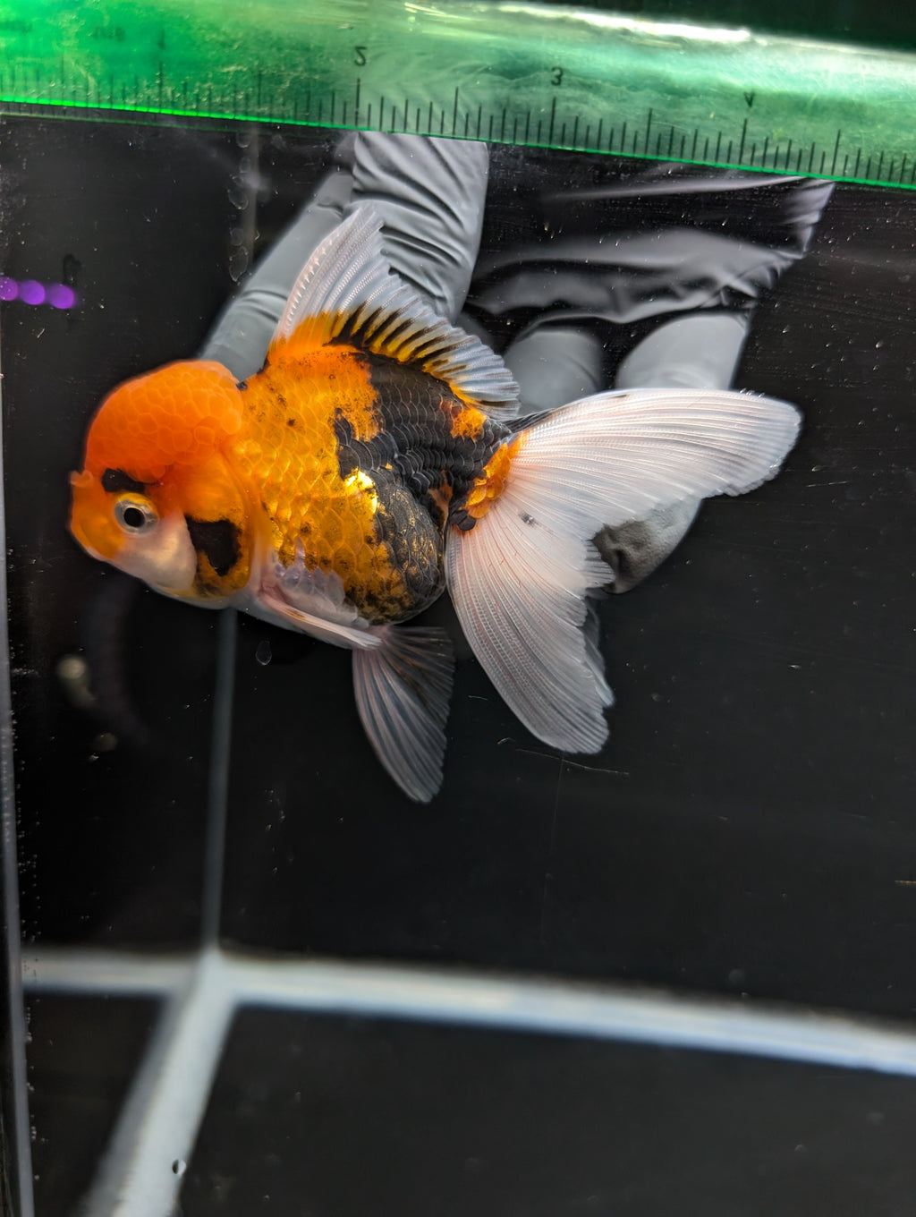 Thai Oranda Tricolor 4"-4.5"in.  ID#1023T1A-025