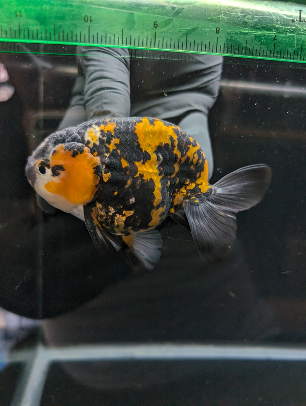 Thai Jumbo Ranchu *Special Color Tiger Calico 4"-4.5" in. ID#807R9A-001 Please See Notes.