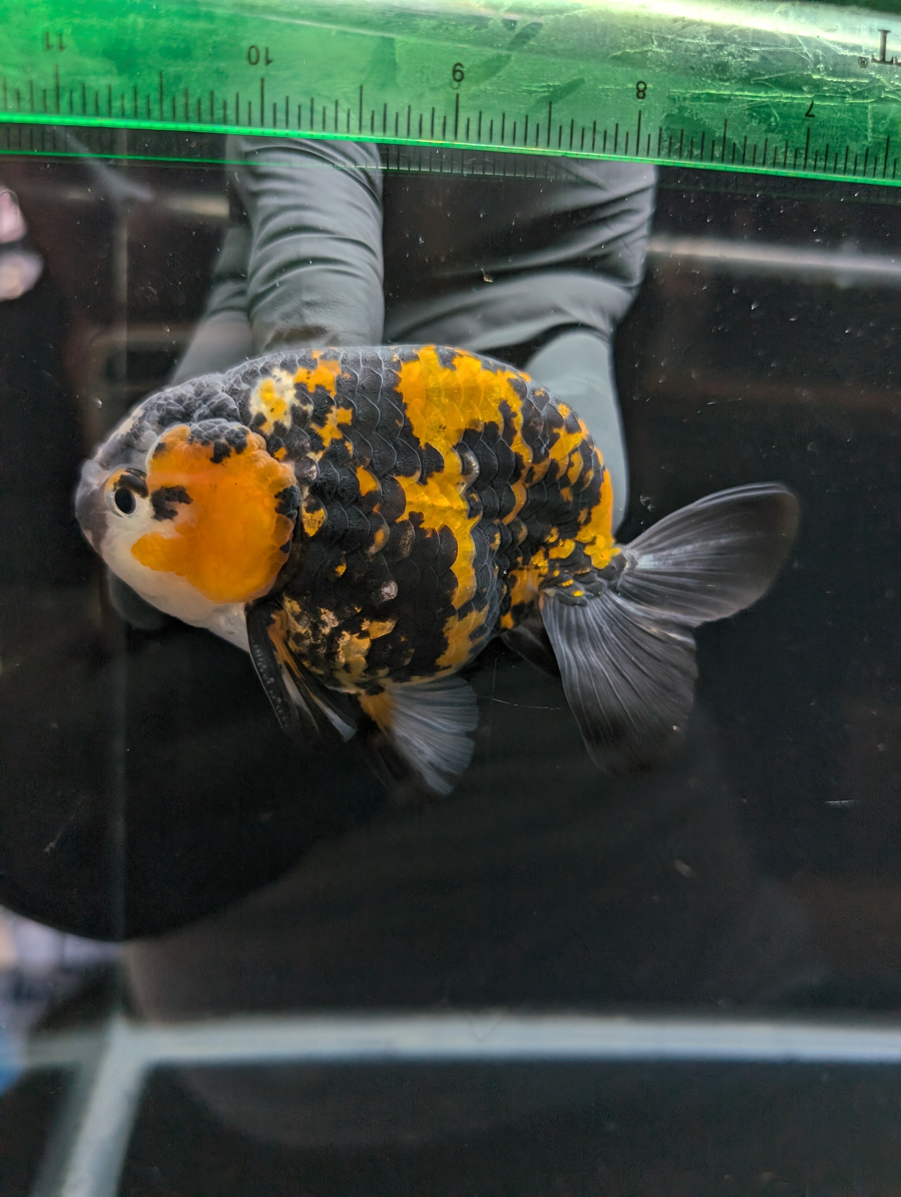 Thai Jumbo Ranchu *Special Color Tiger Calico 4"-4.5" in. ID#807R9A-001 Please See Notes.