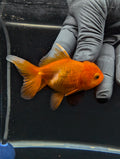 Juvenile Oranda Red Black 3"-3.5"in.  ID#529T1A-061