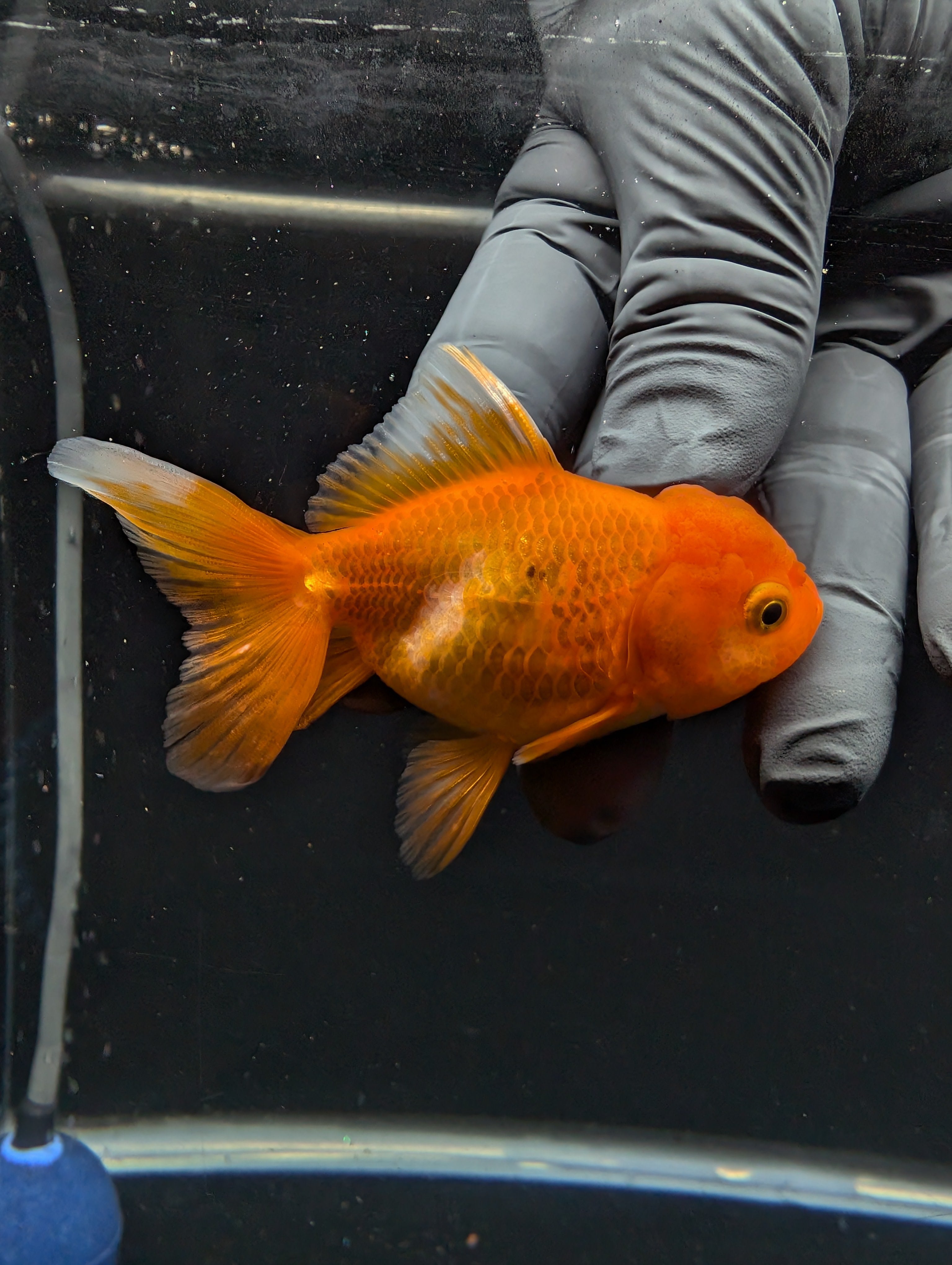 Juvenile Oranda Red Black 3"-3.5"in.  ID#529T1A-061