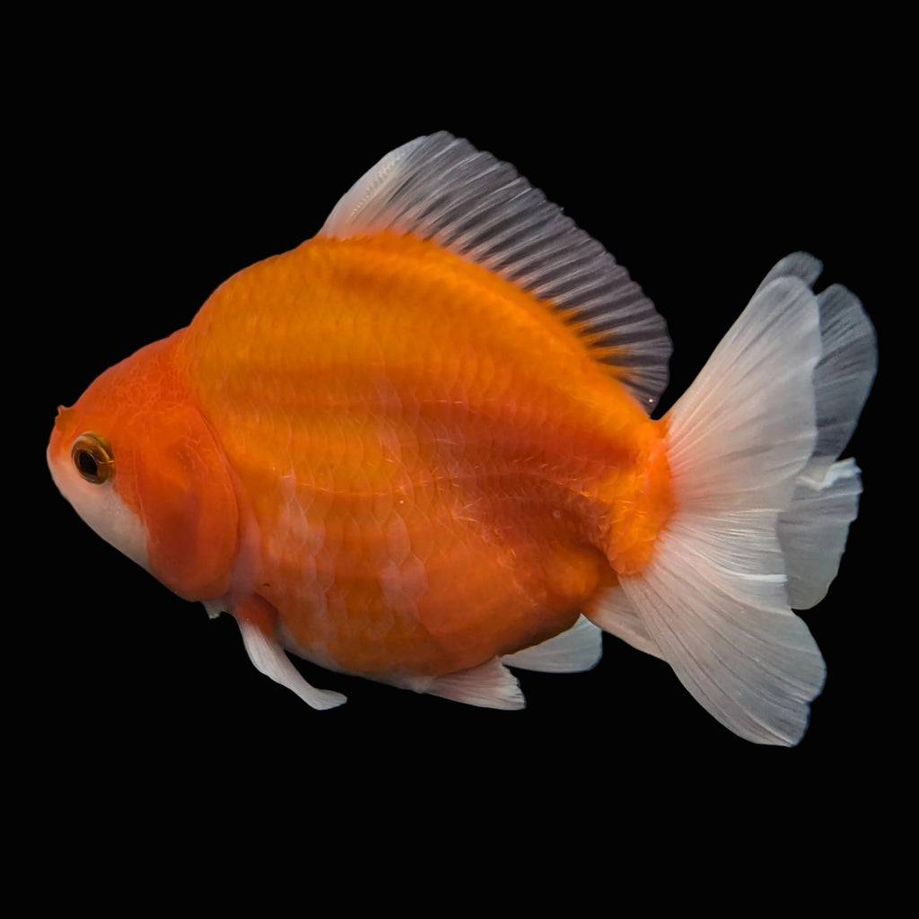 Jumbo Oranda Yuan Bao Sakura   4"-4.5"in. ID#807SB13A-004