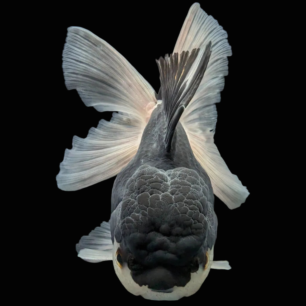 Thai Oranda Panda  4.5"-5"  ID#718T5B-002