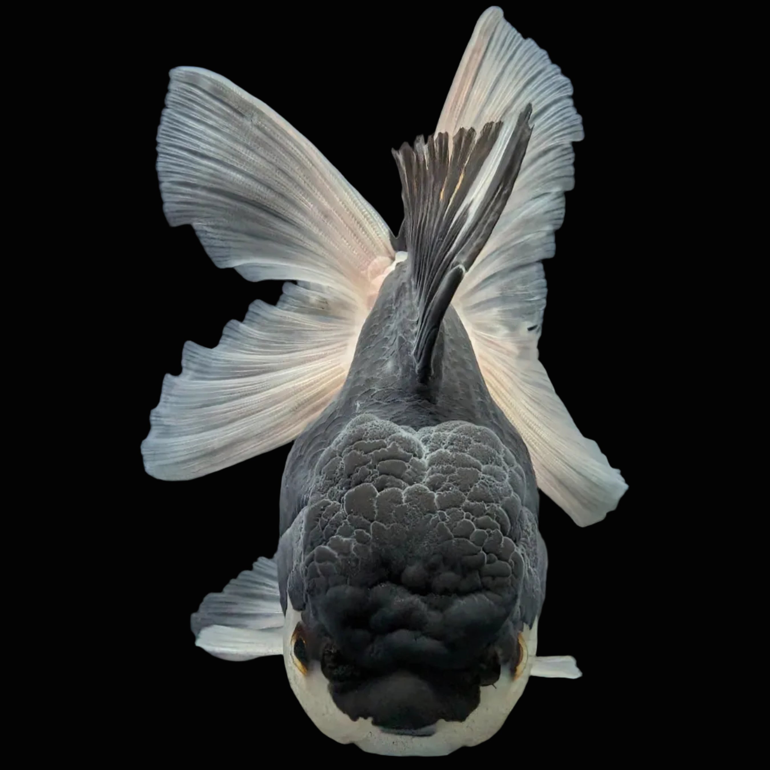 Thai Oranda Panda  4.5"-5"  ID#718T5B-002